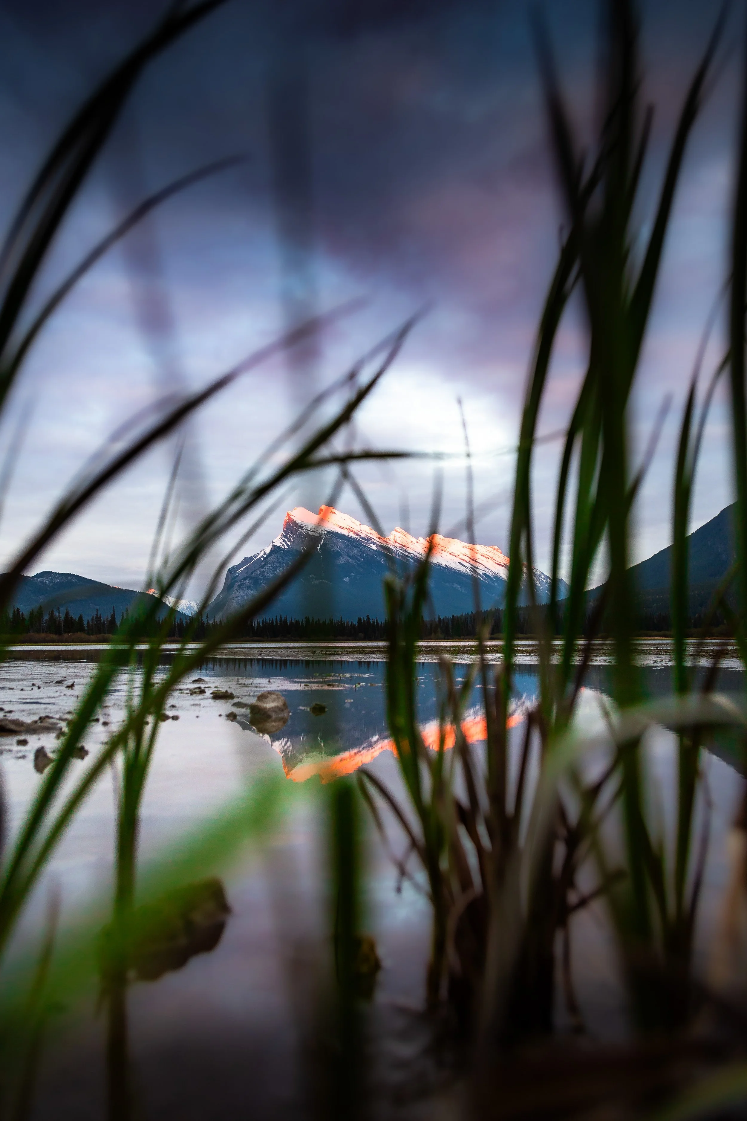 Rundle sunrise through the reeds-1-7.jpg