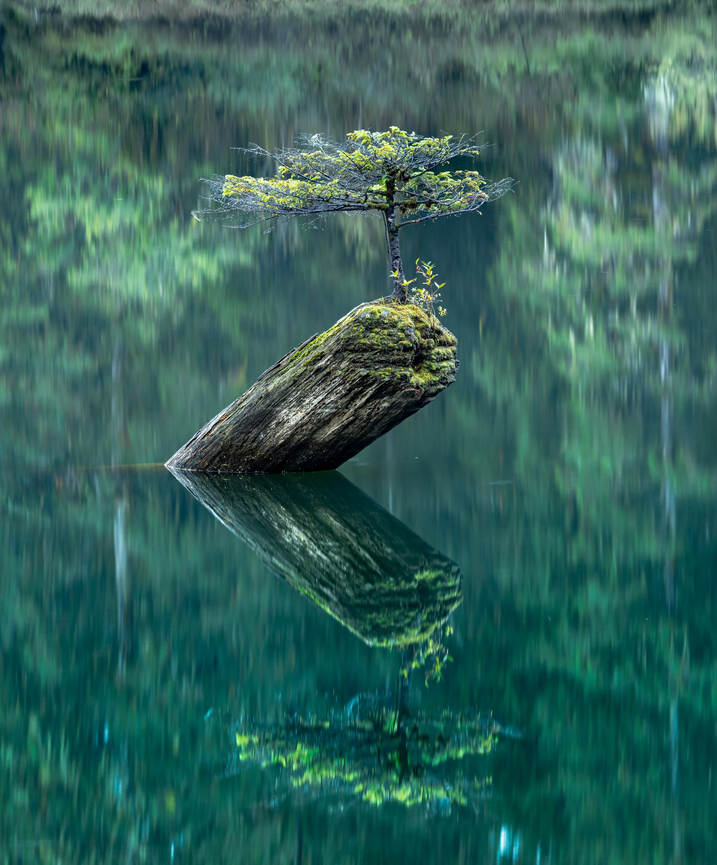 Fairy tree long exposure-1-19.jpg