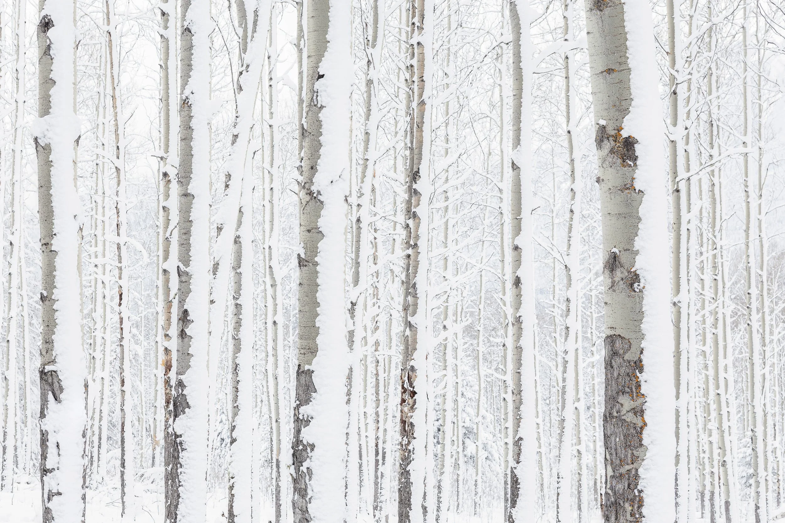 Snow Aspens--22.jpg