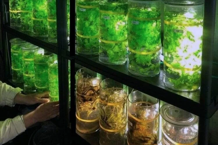 a bunch of cultivation containers with seaweed as a part of a setup