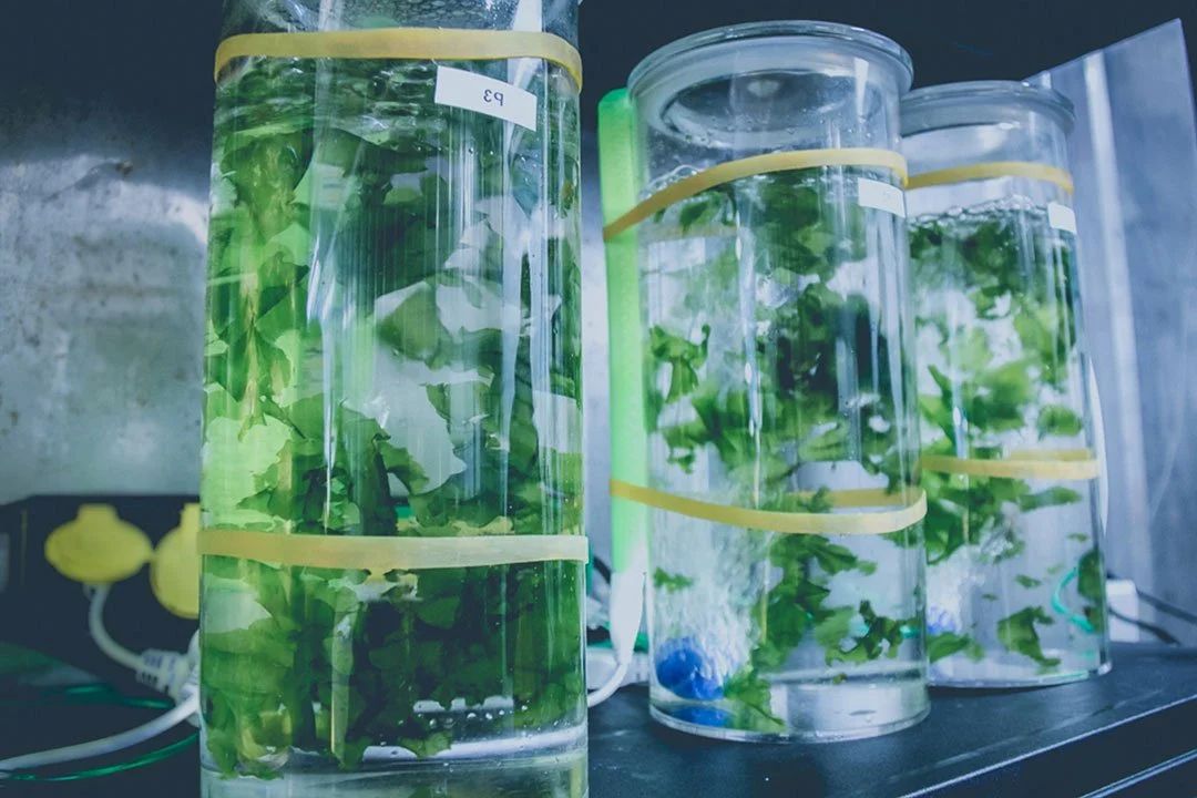 image on the button of cultivation containers