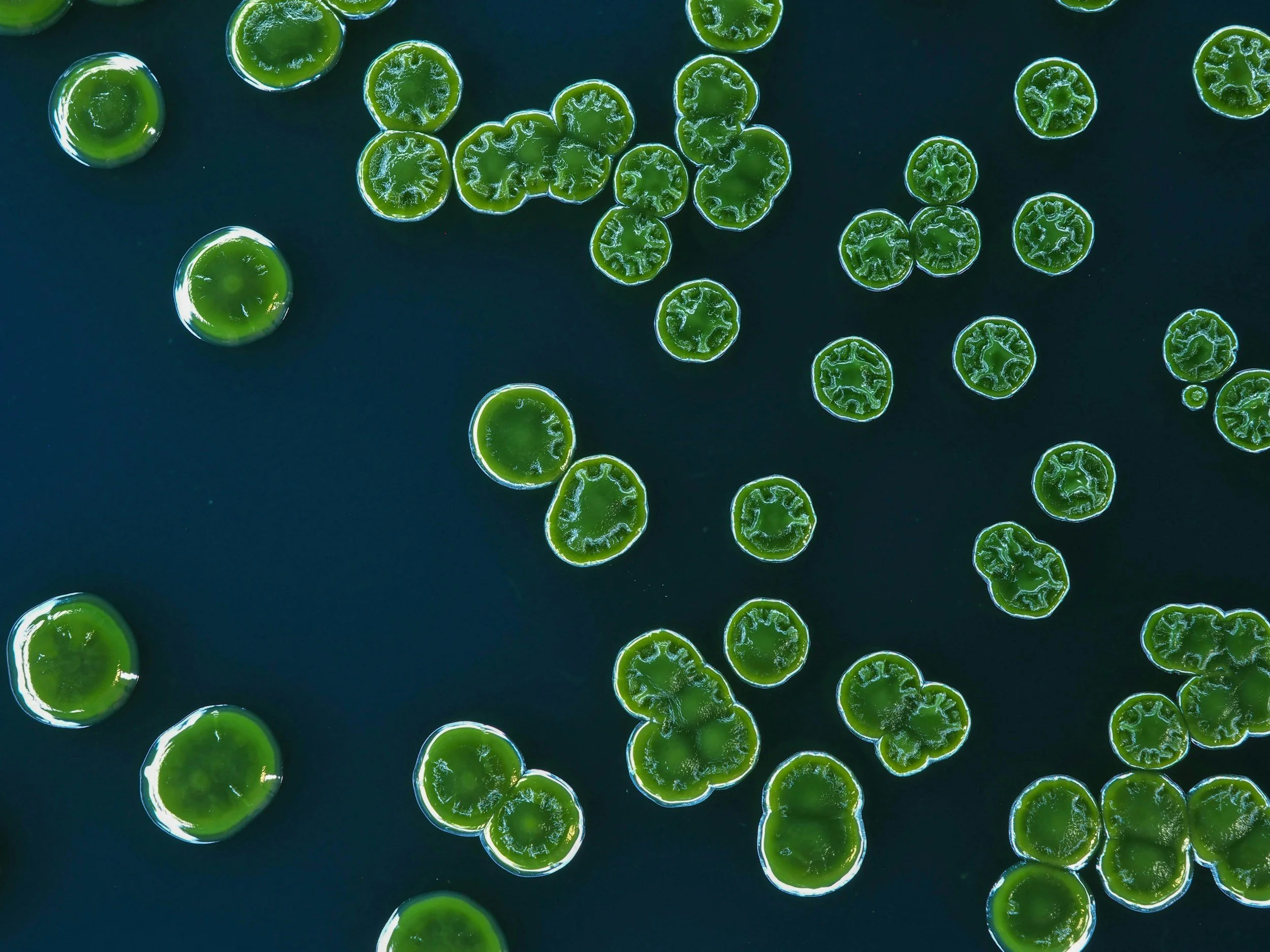 Green circles on dark blue background, similar to microalgae and plant cells
