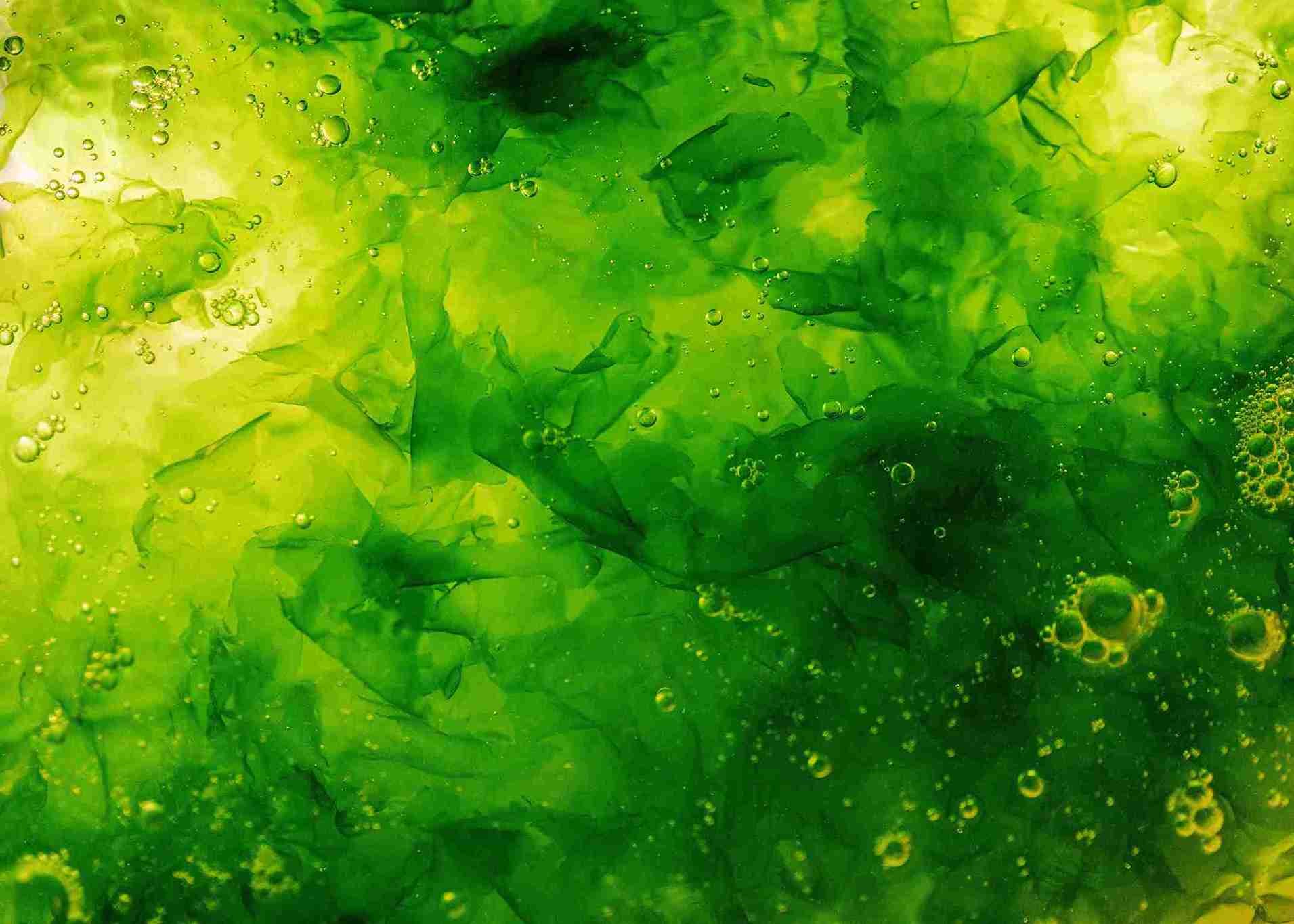 How is Seaweed Sustainable?