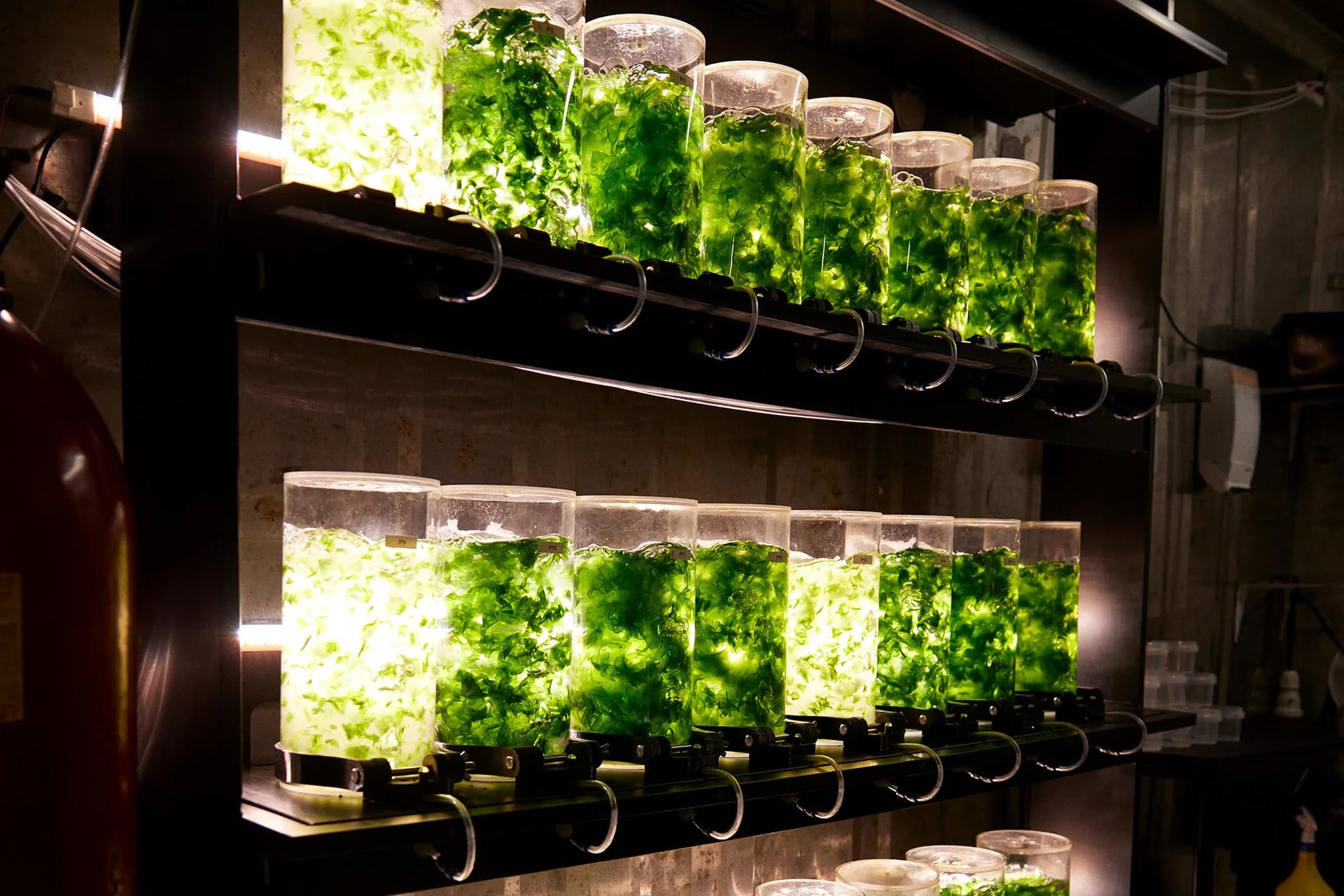 Overview of many cylindrical units with seaweed inside the setup