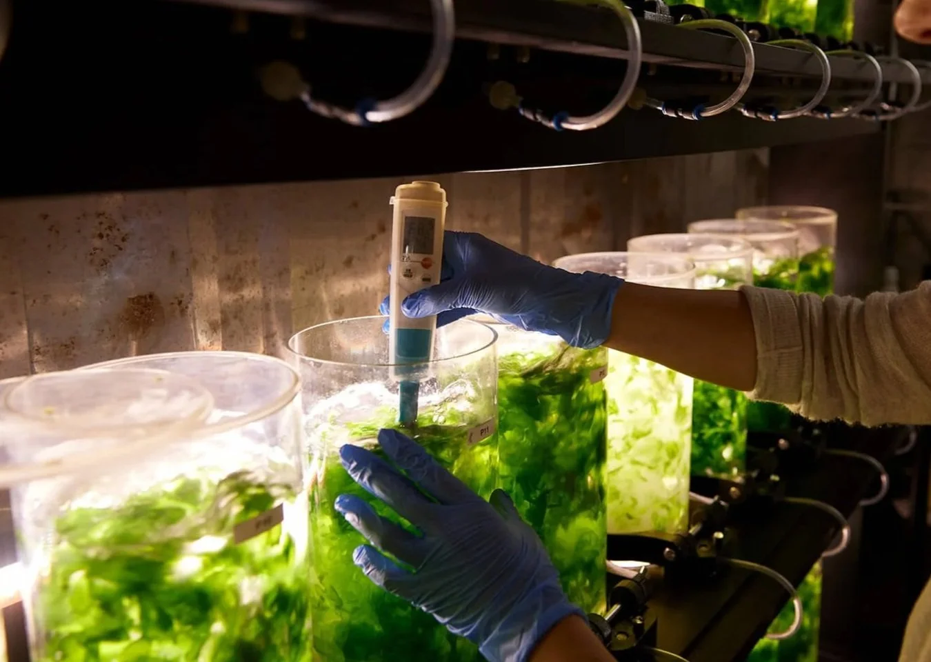testing of content in a cultivation unit as a part of  a lab setup