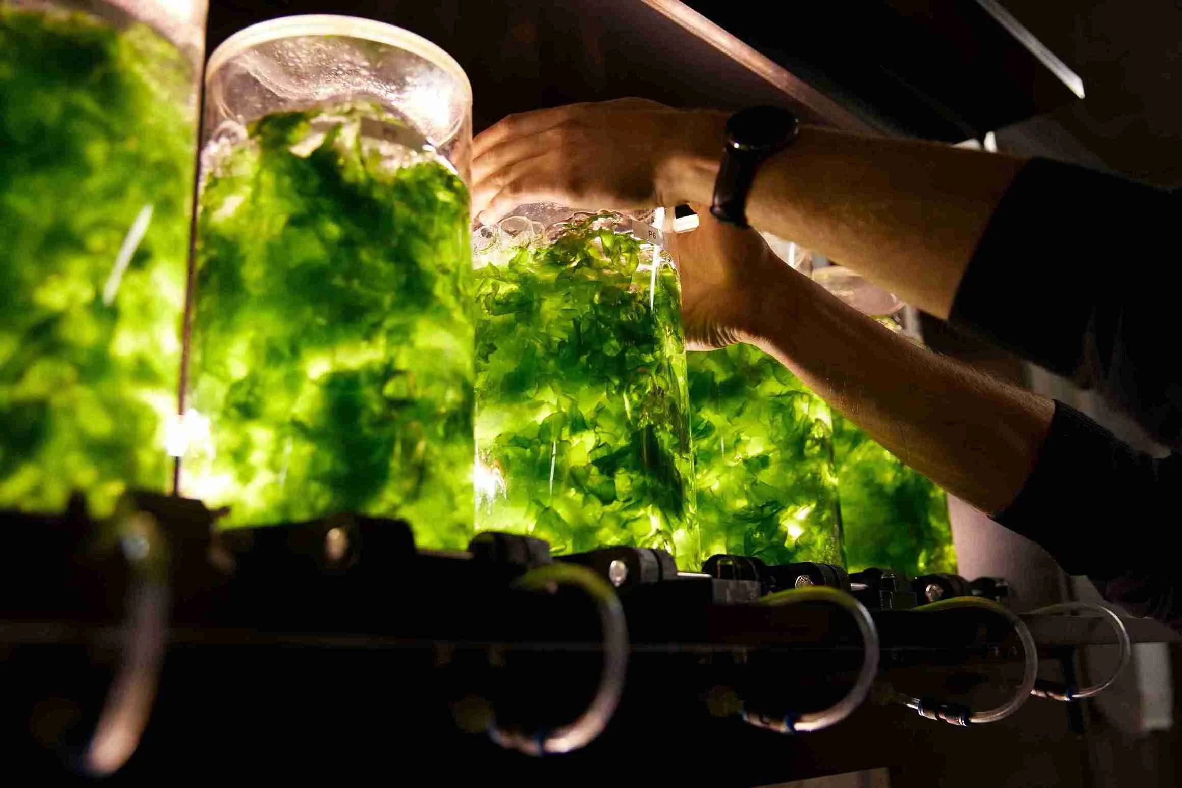 hands reaching for one of the cultivation units on a lab setup