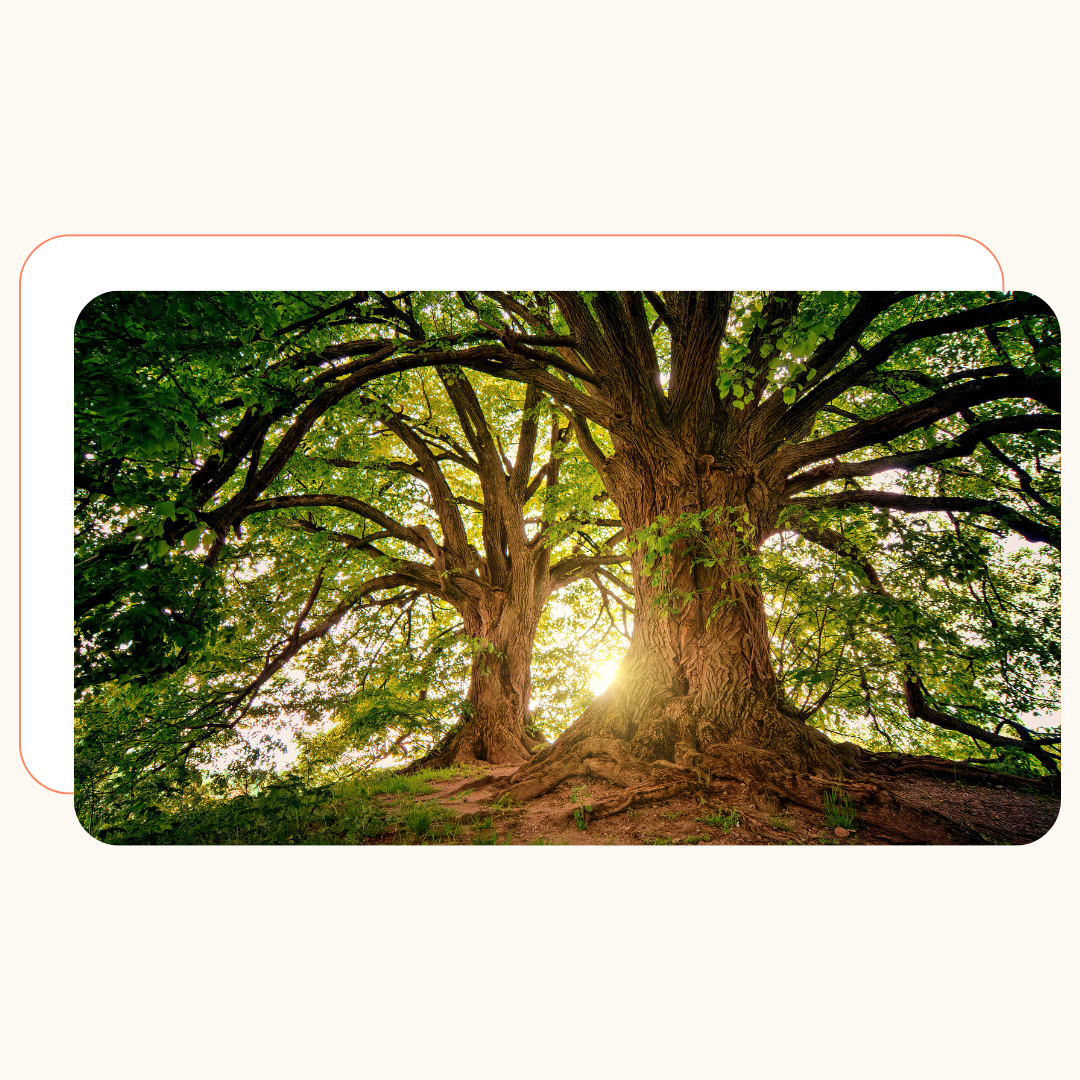 Why Nature Is Your Most Underrated Productivity Tool