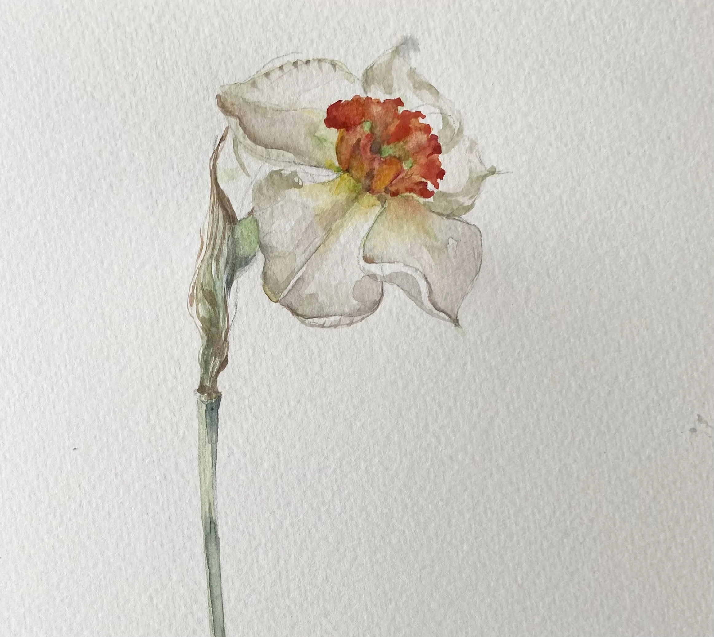 Expressive Botanical Watercolours , Duchy Nursery, Lostwithiel