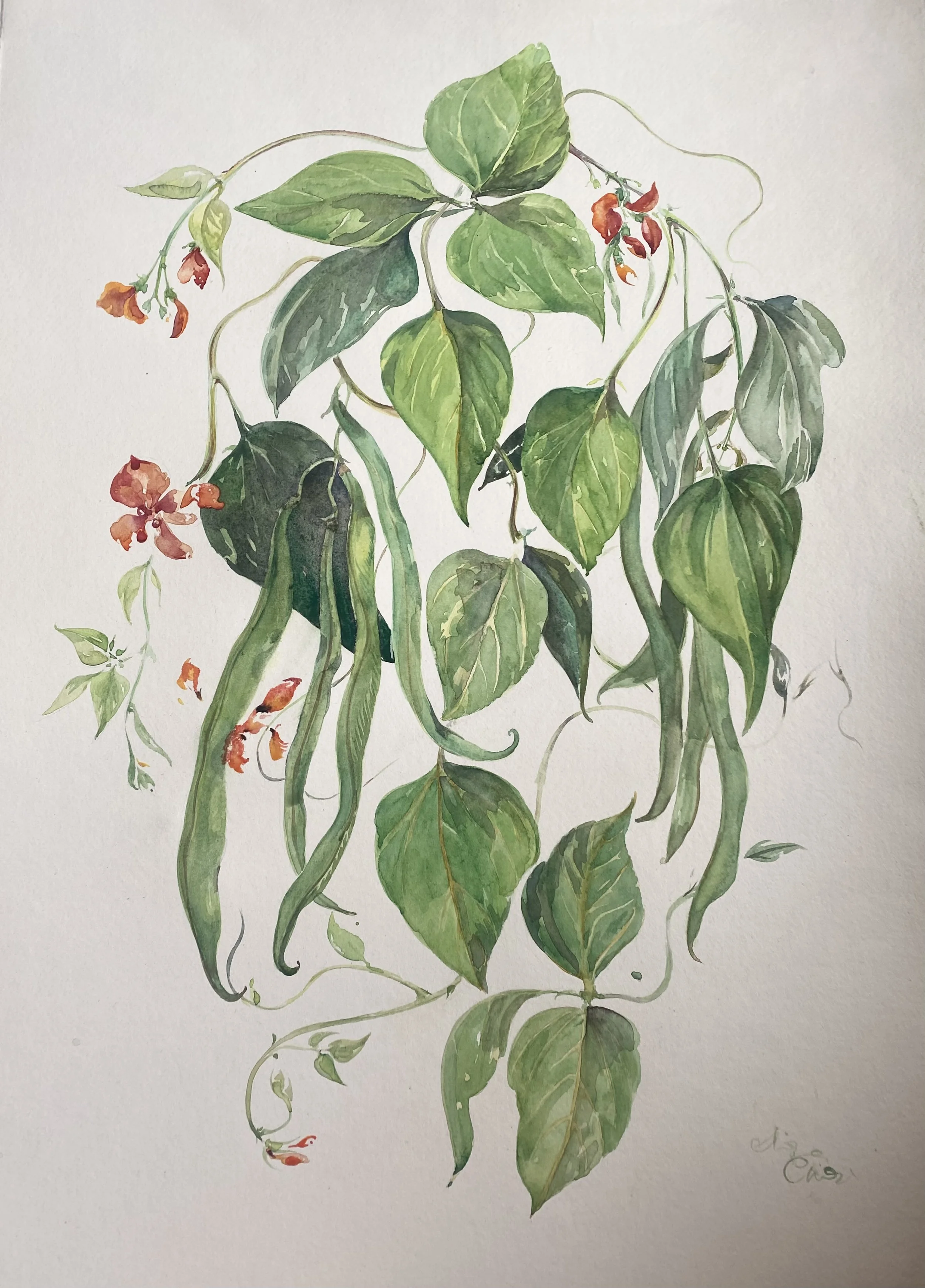 Summer Botanical Watercolours , Duchy Nursery