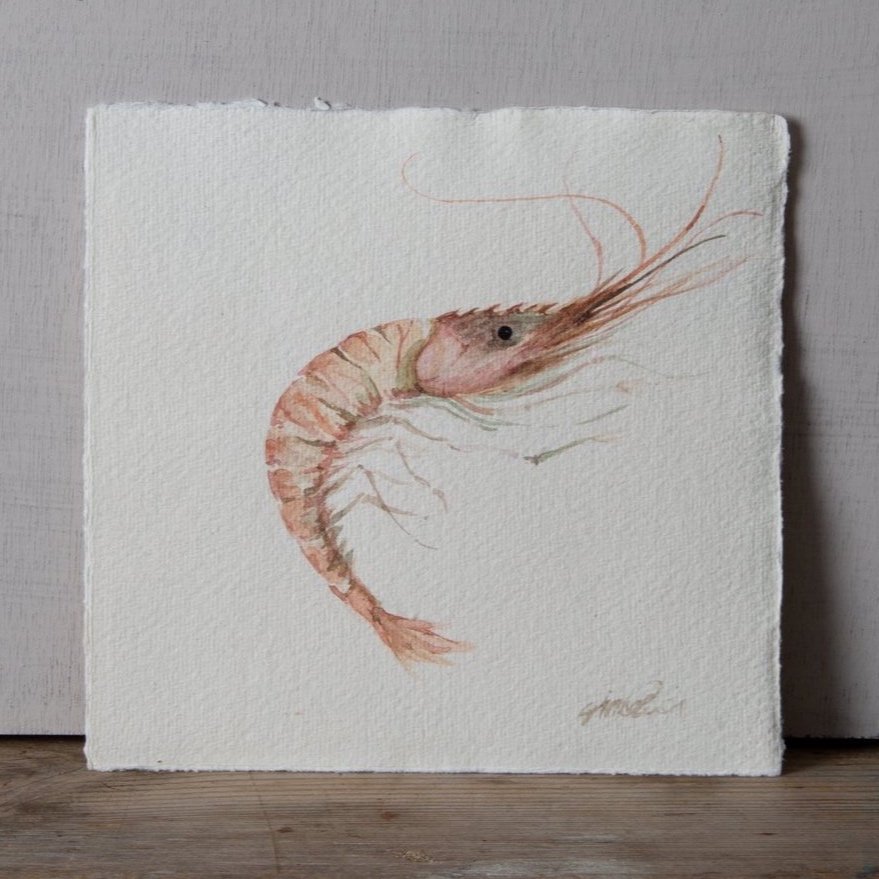 Shrimp, watercolour on paper, 21x21cm, 5x15cm painted to order