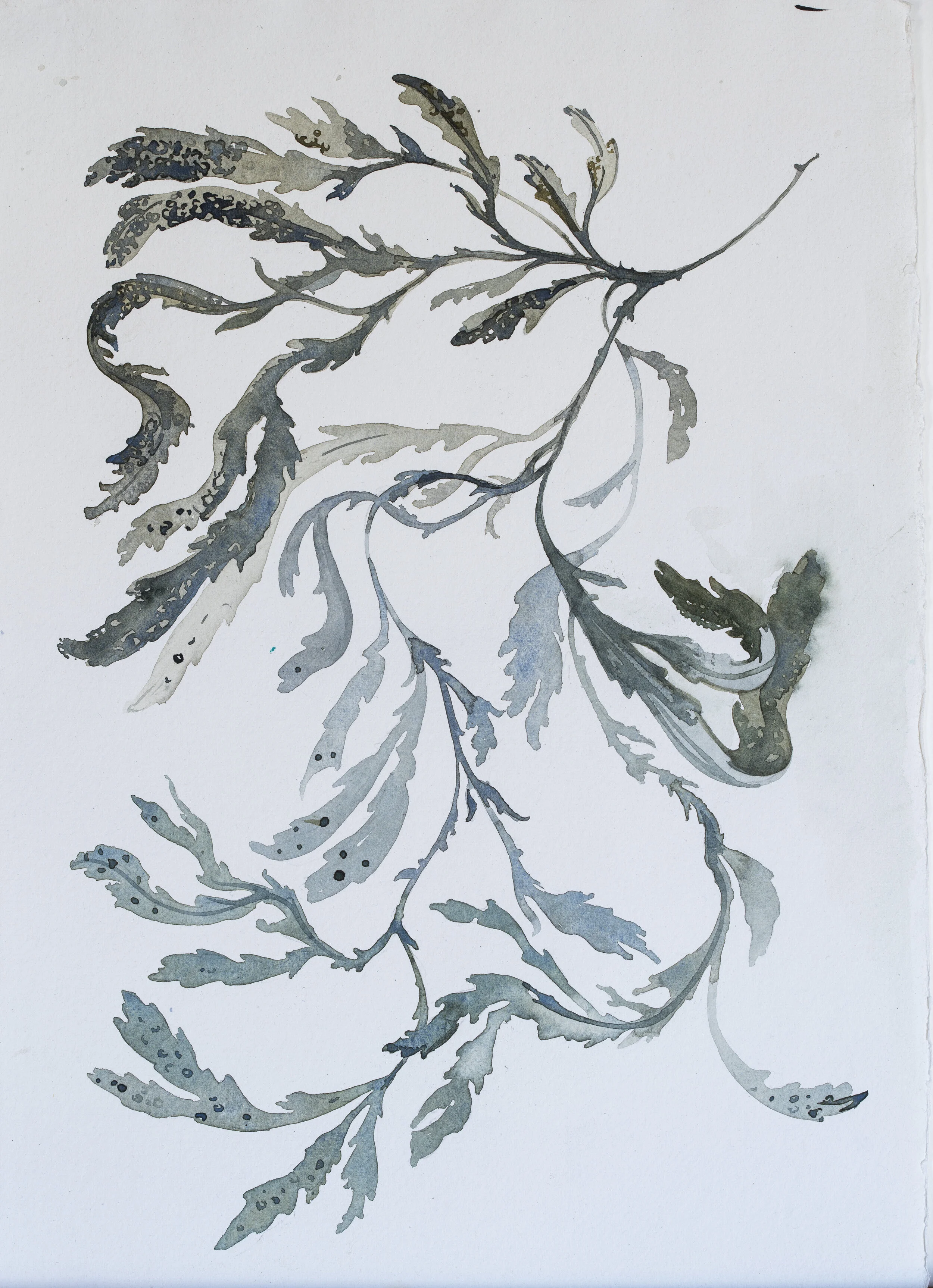 Seaweed, ink and watercolour on cotton Rag
SOLD
