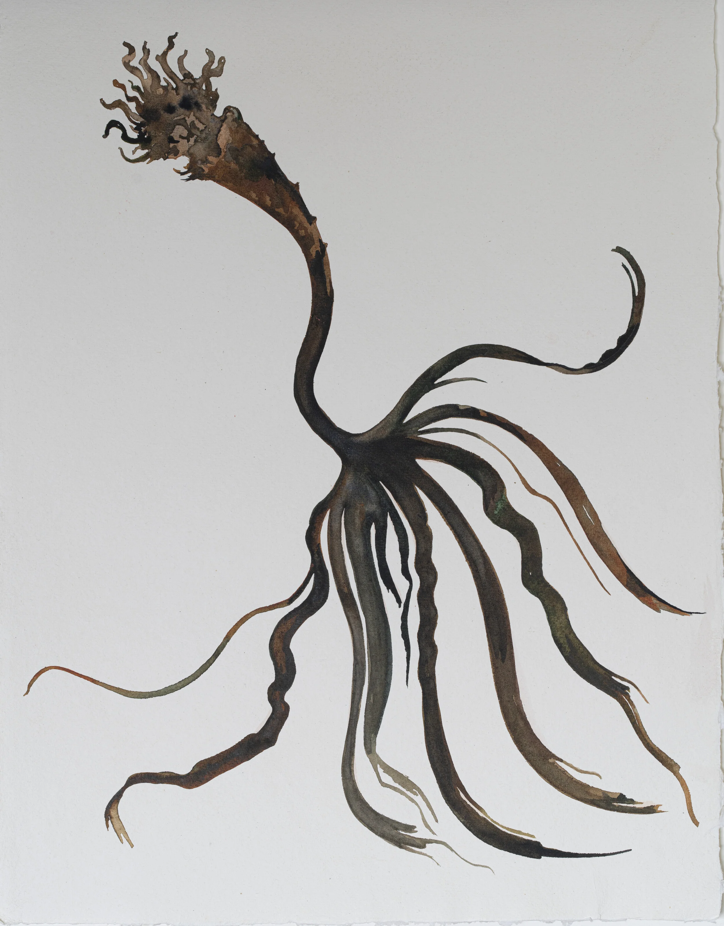 Kelp, Ink and watercolour on paper