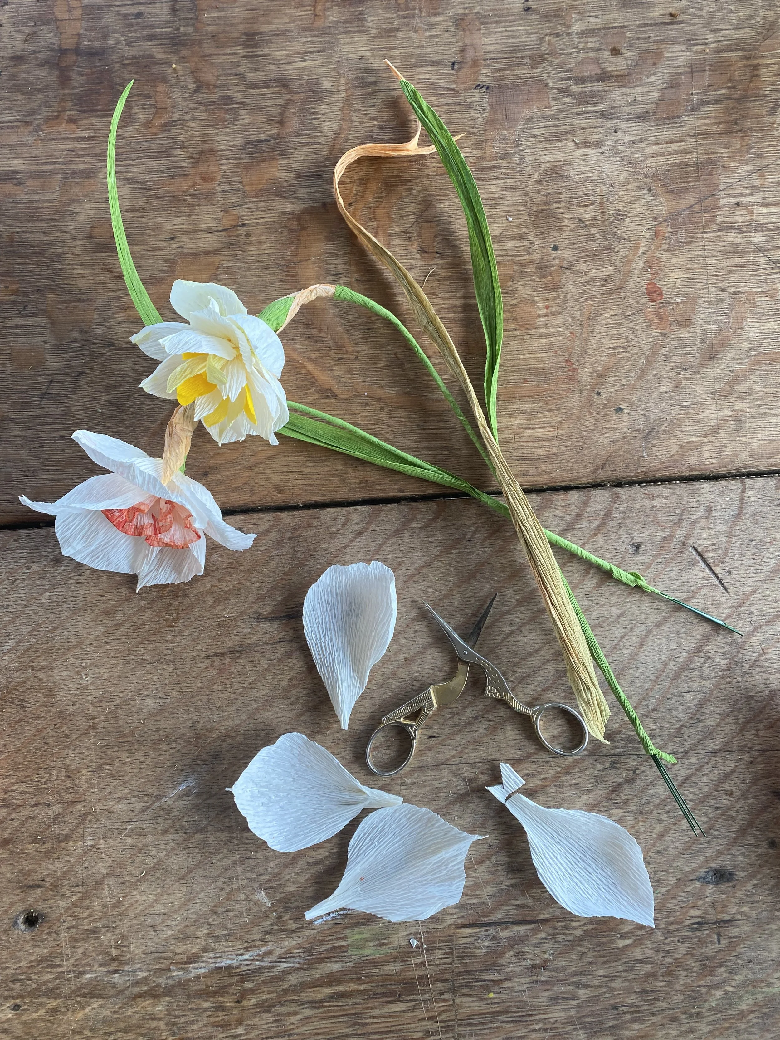Paper Botanicals, Duchy of Cornwall Nursery
