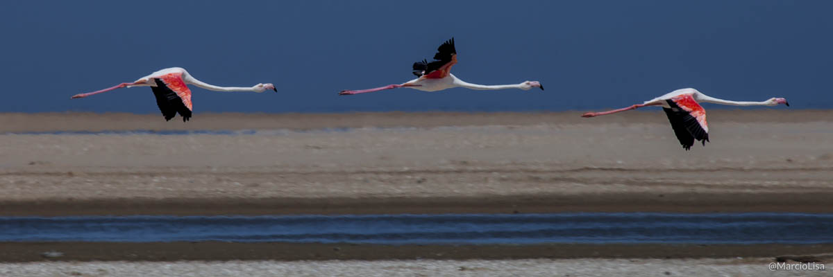 MM032_ _MM_032_Flamingos_Namibia_IMG_7216.jpg