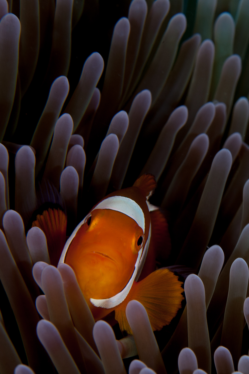 Peixe palhaco / False clown anemonefish / Amphiprion ocellaris