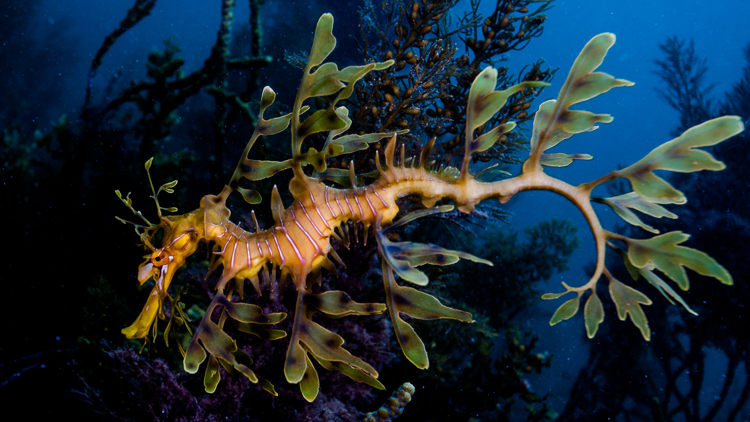 Dragao marinho / Leafy sea dragon / Phycodurus eques