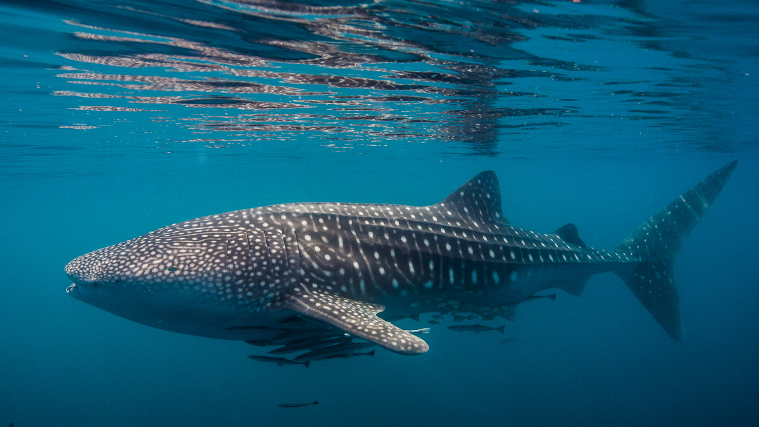 Tubarao baleia / Whale shark / Rhincodon typus