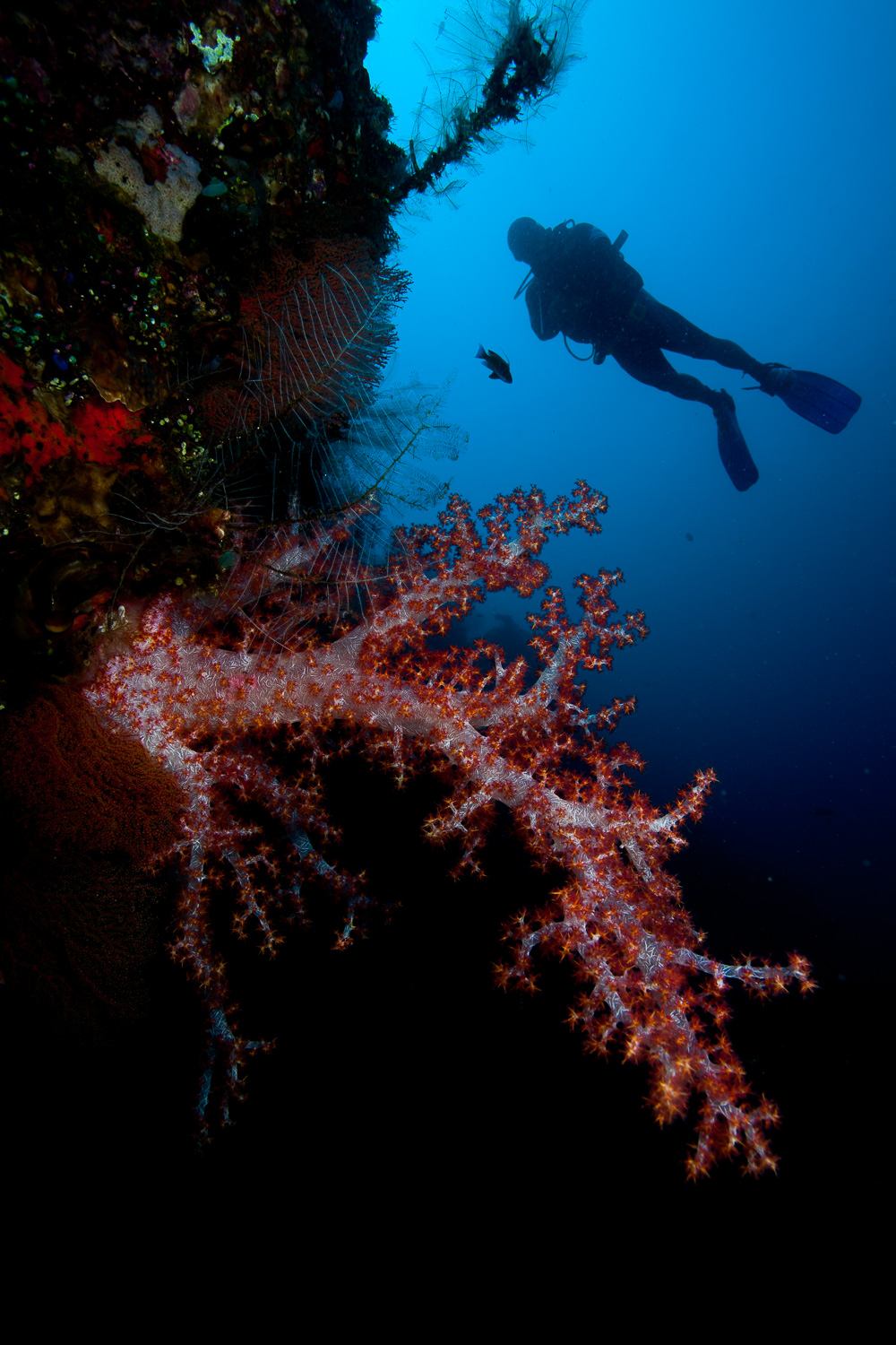 Coral suave e mergulhador / Soft coral and diver / Dendronephthya