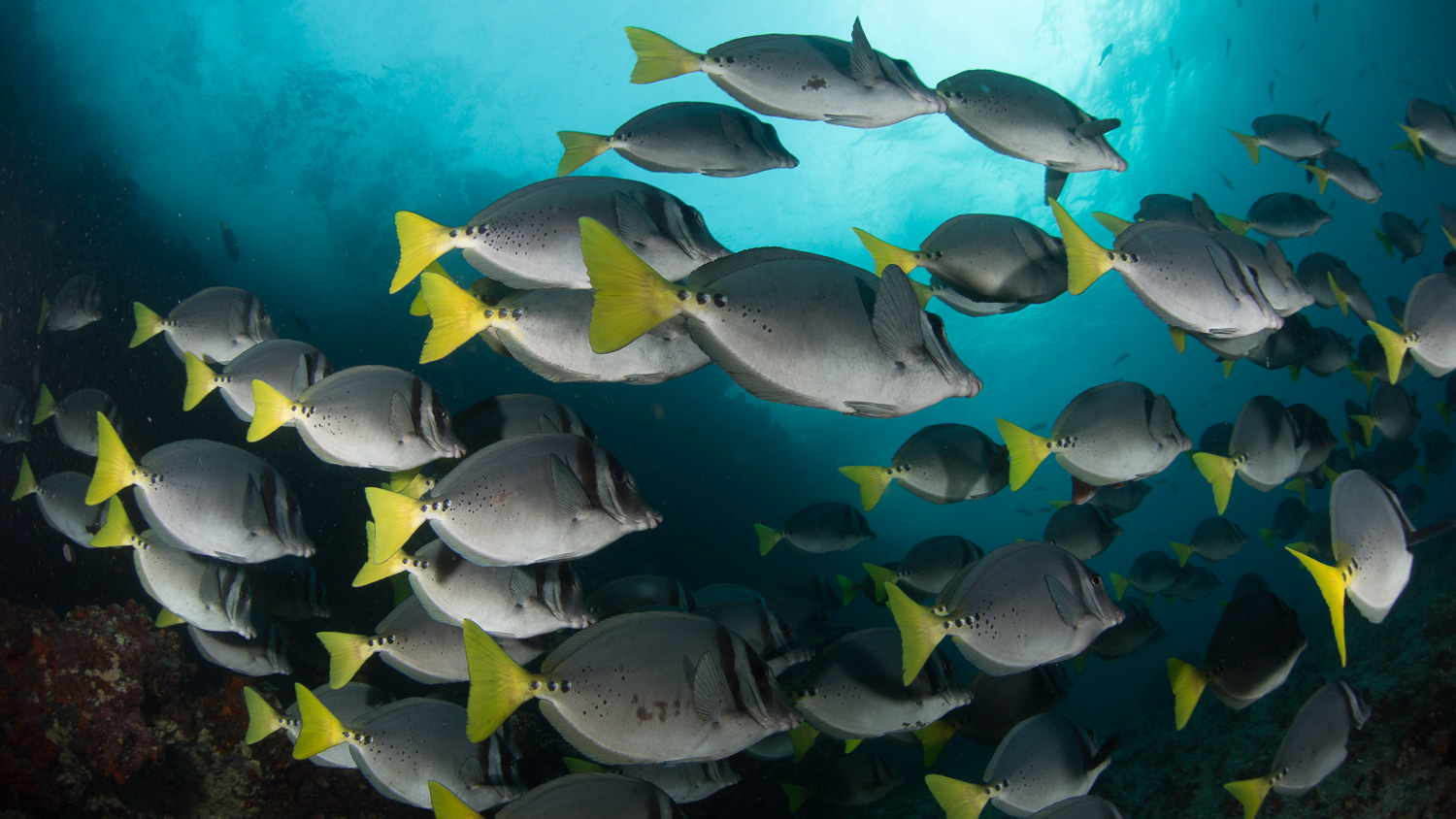 Cirugiao de cauda amarela / Yellow-tailed surgeonfish / Prionurus laticlavius