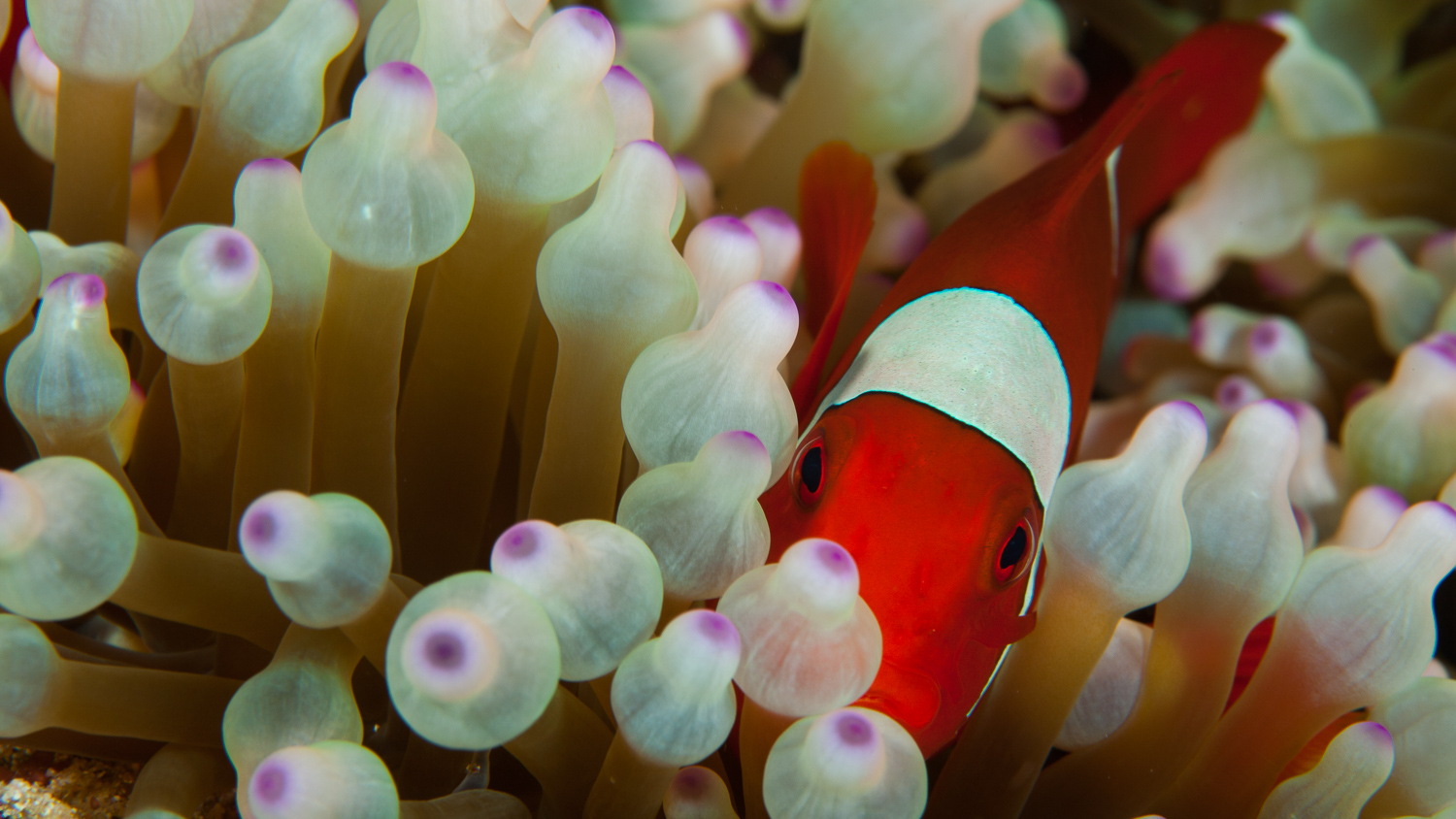 Peixe Palhaço / False clown anemonefish / Amphiprion ocellaris