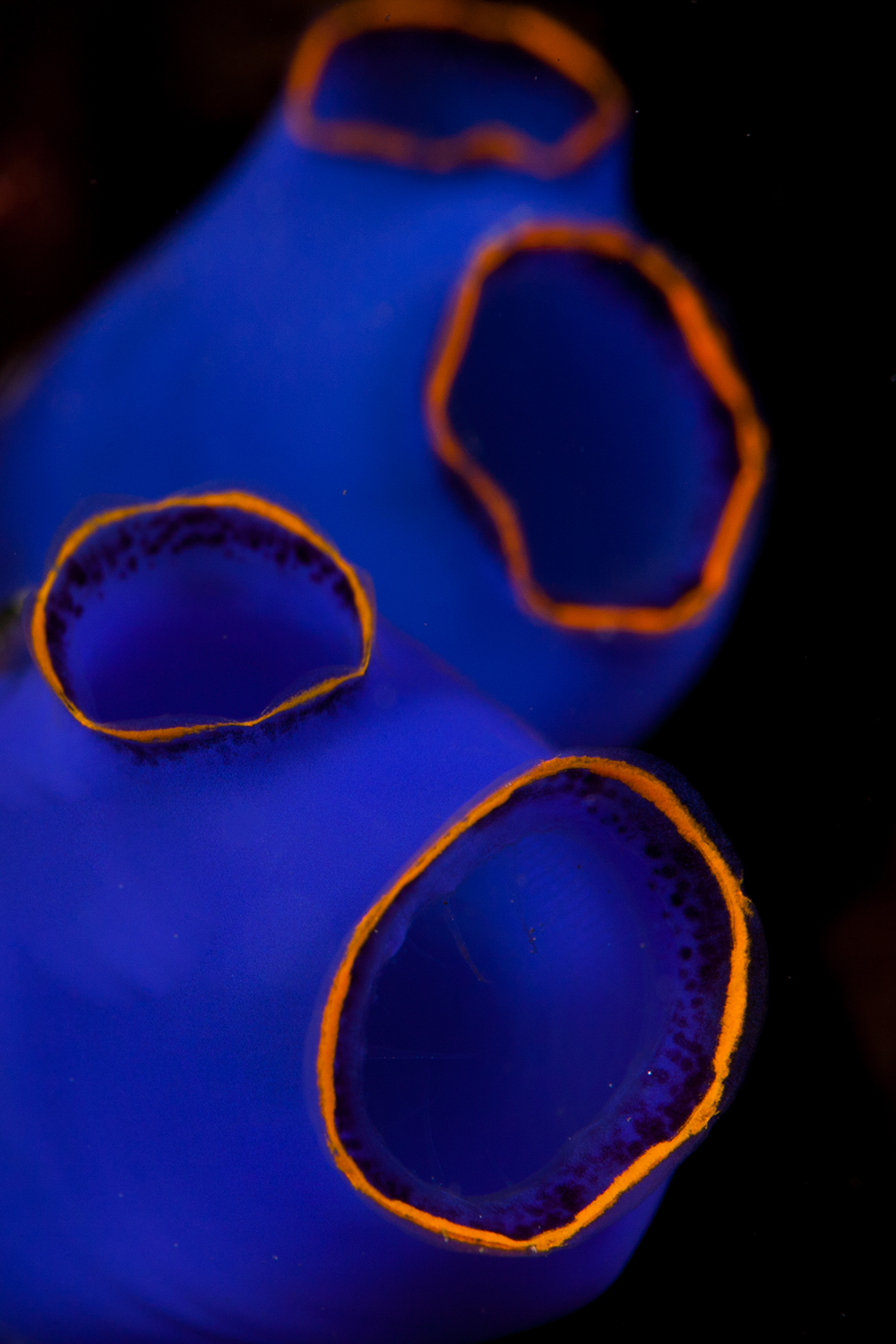 Tunicado azul / Blue tunicate
