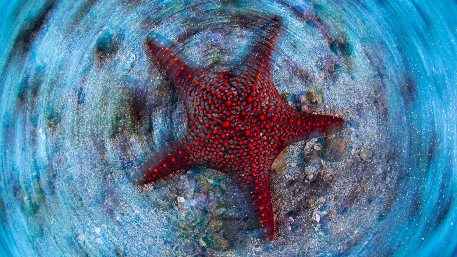 Estrela do Mar / Panamic Cushion Star / Pentaceraster cumingi