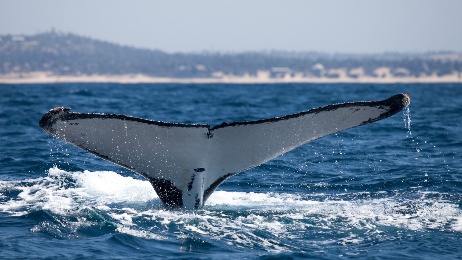 Baleia jubarte / Humpback whale / Megaptera novaeangliae