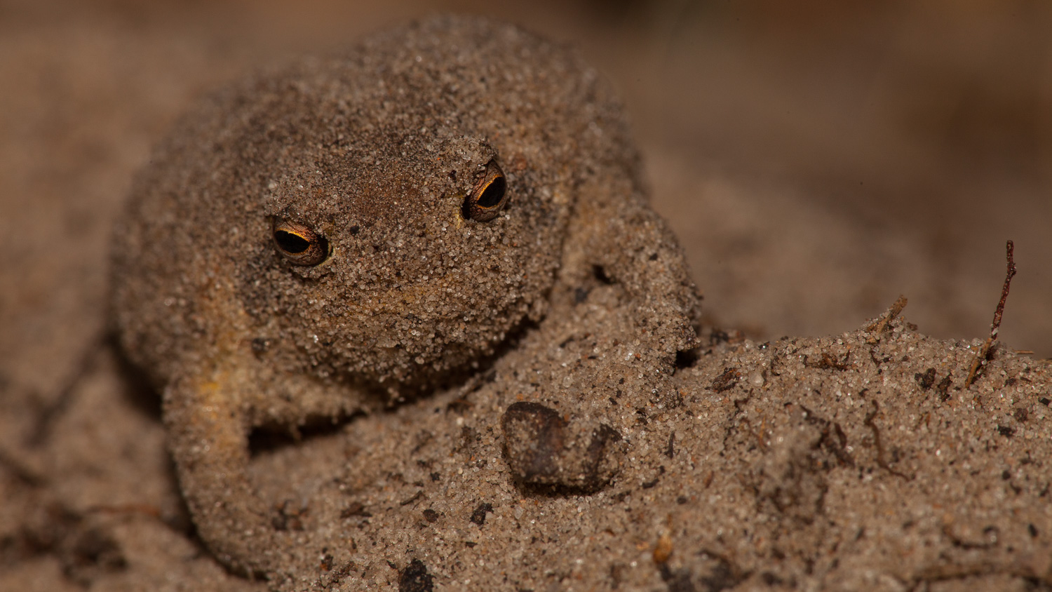 Sapo das dunas / Dune Frog