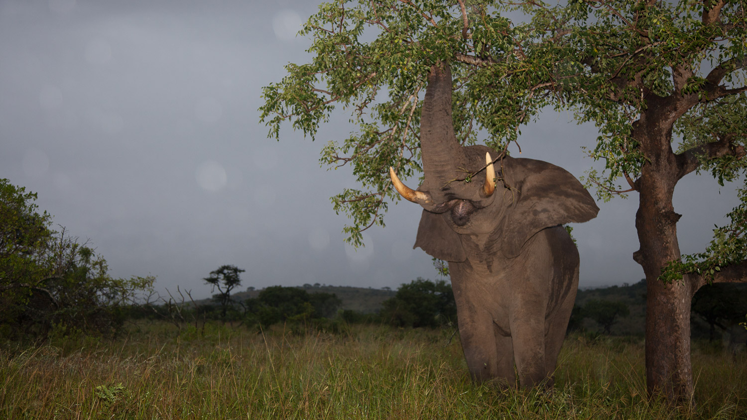 Elefante africano / African elephant / Loxodonta africana