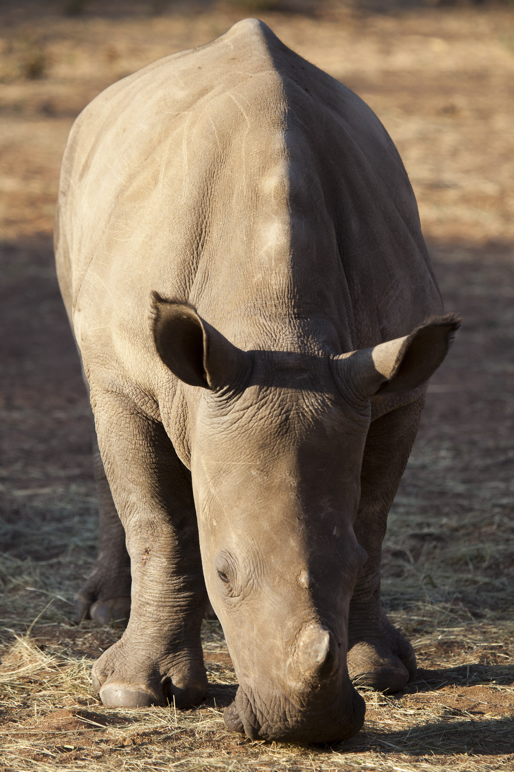 Rinoceronte branco / White rhinoceros / Ceratotherium simum