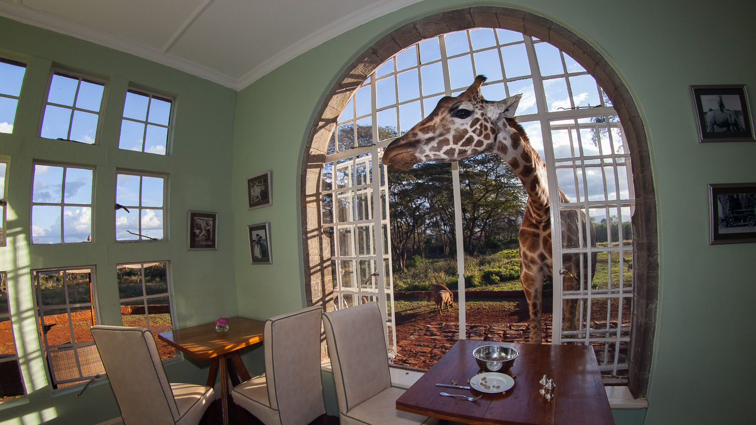 Girafa de Rothschild / Rothschild's giraffe / Giraffa camelopardalis rothschildi