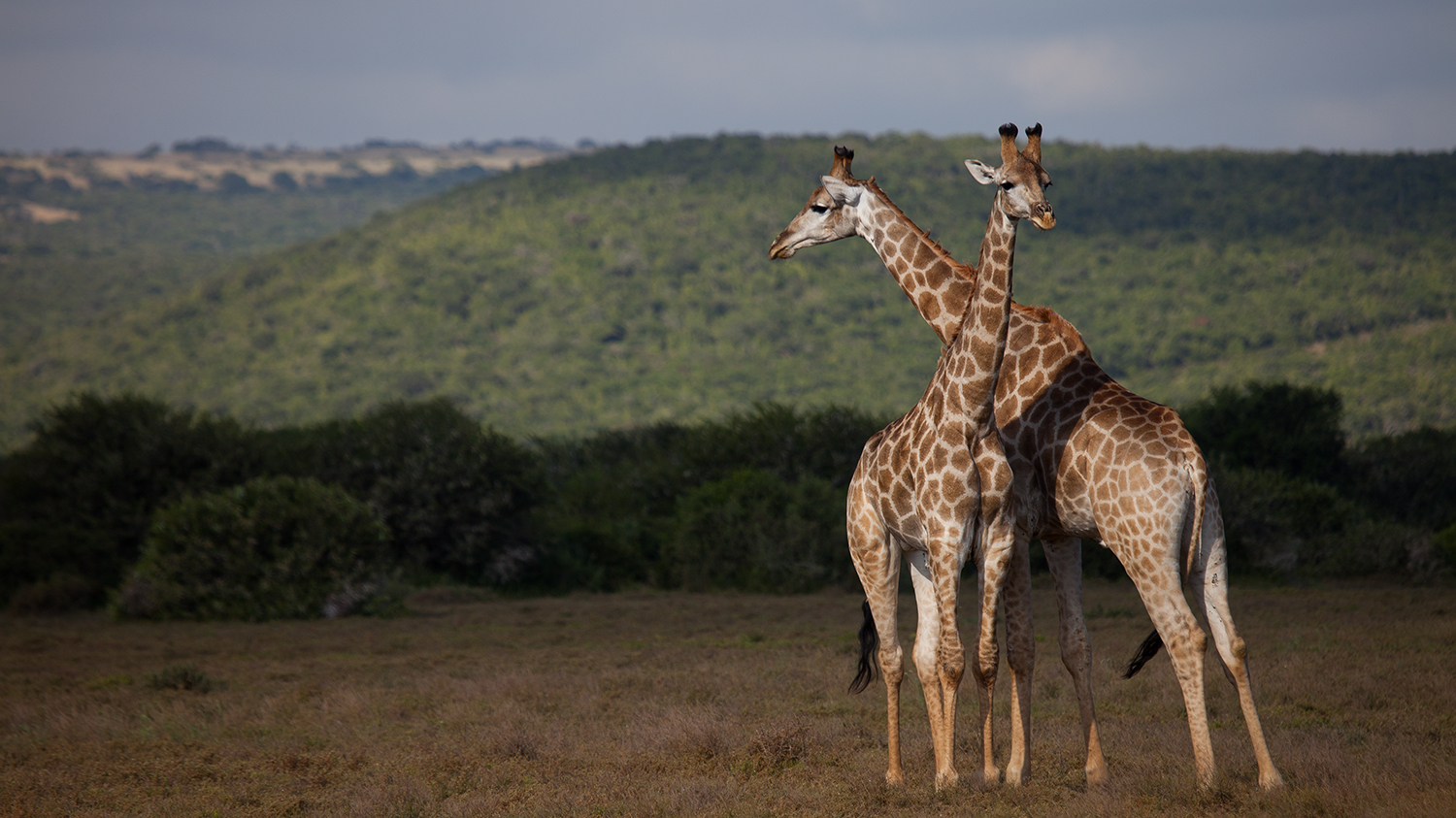 Girafa sul africana / South African Giraffe / Giraffa camelopardalis giraffa