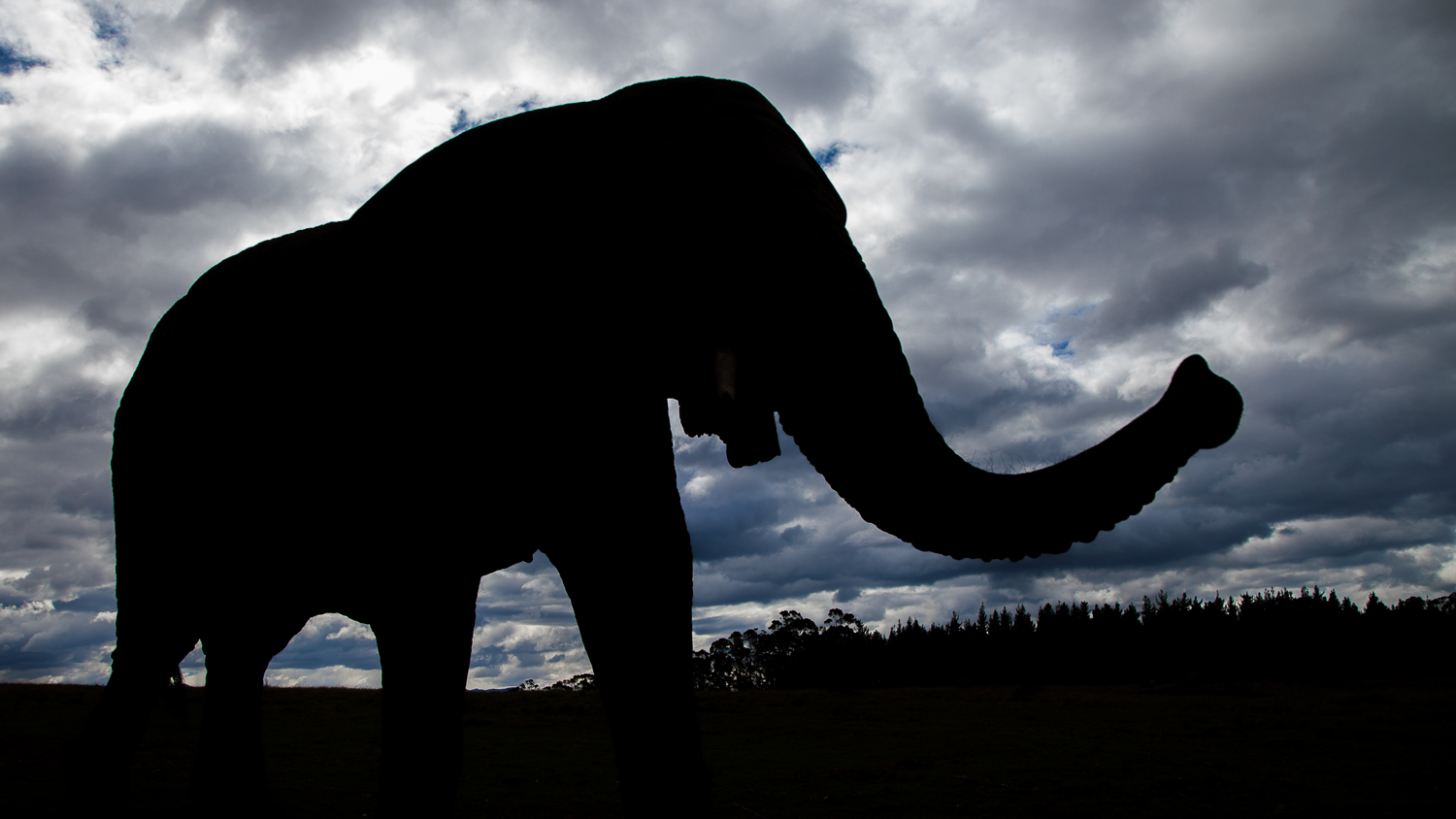 Elefante africano / African elephant / Loxodonta africana