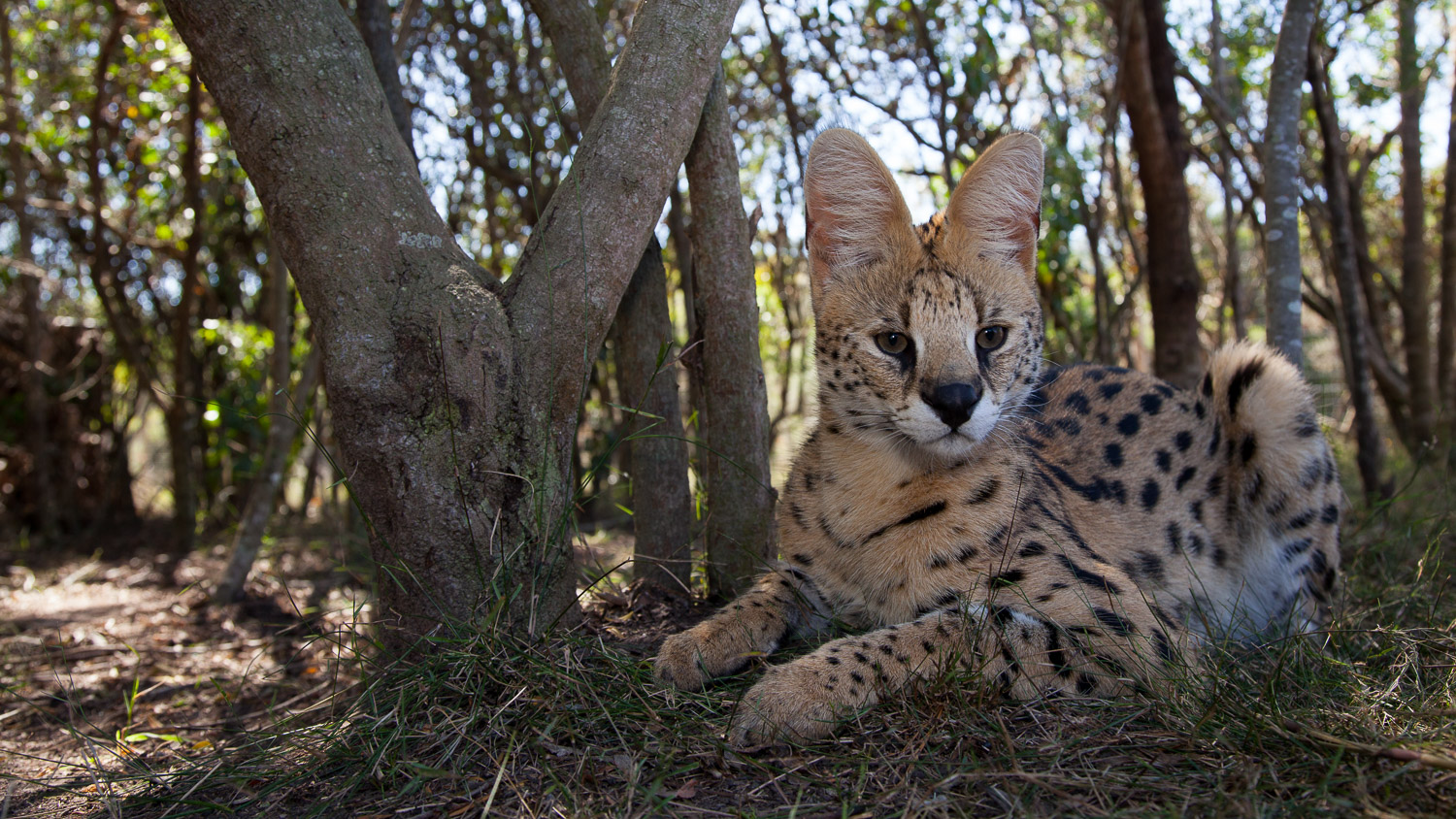 Serval / serval / Leptailurus serval