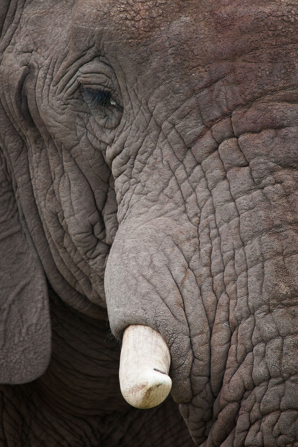 Elefante africano / African elephant / Loxodonta africana