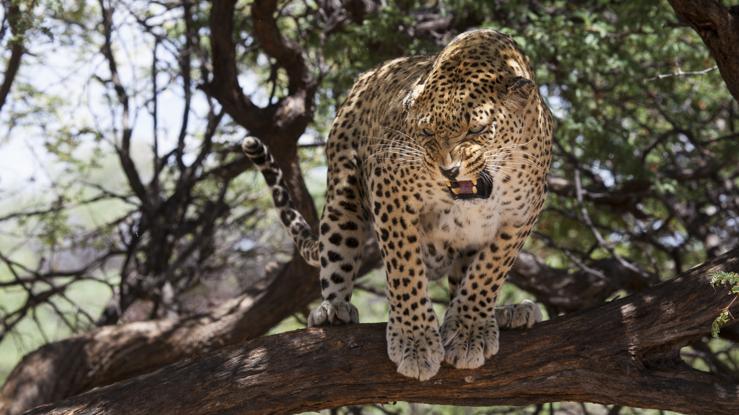 Leopardo / Leopard / Panthera pardus