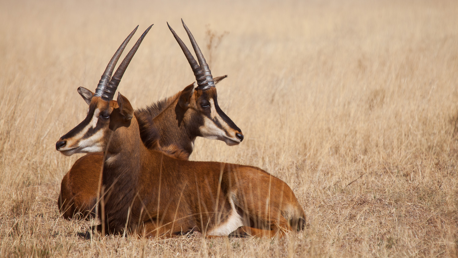 Palanca negra / Sable antelope / Hippotragus niger