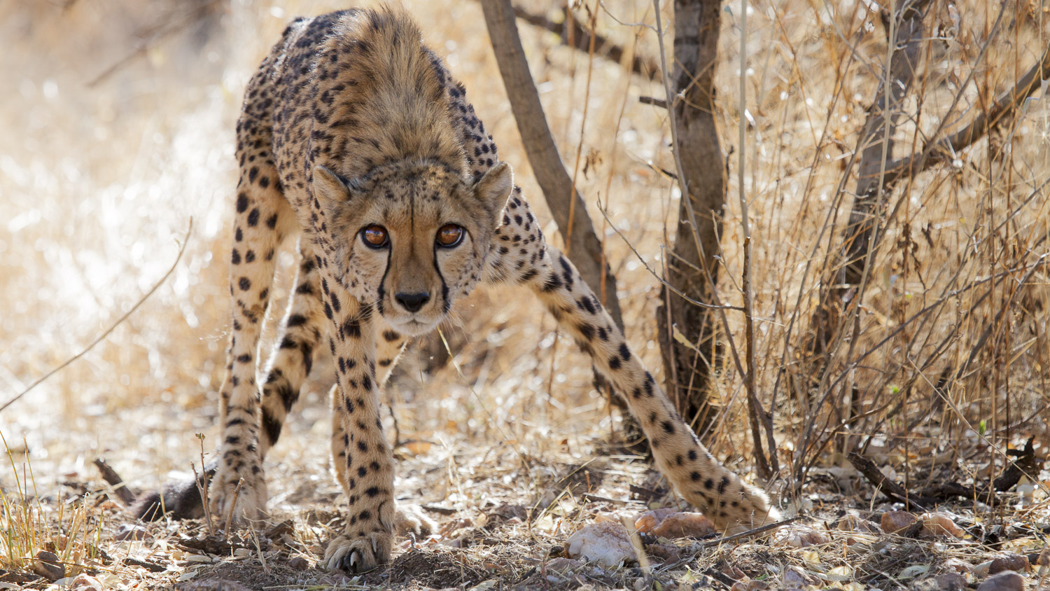 Guepardo / Cheetah / Acinonyx jubatus - Windhoek