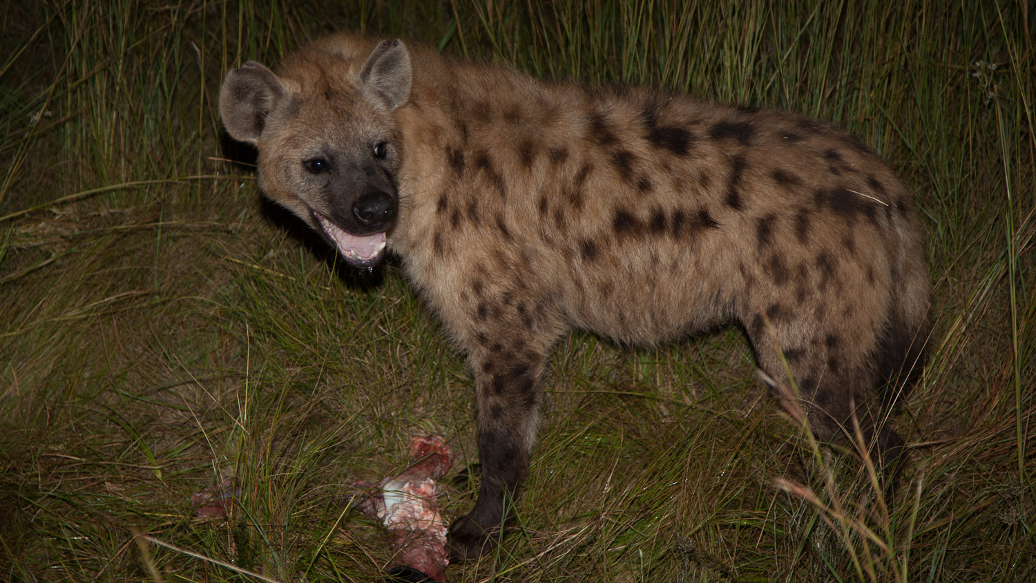 Hiena pintada / Spotted hyena / Crocuta crocuta