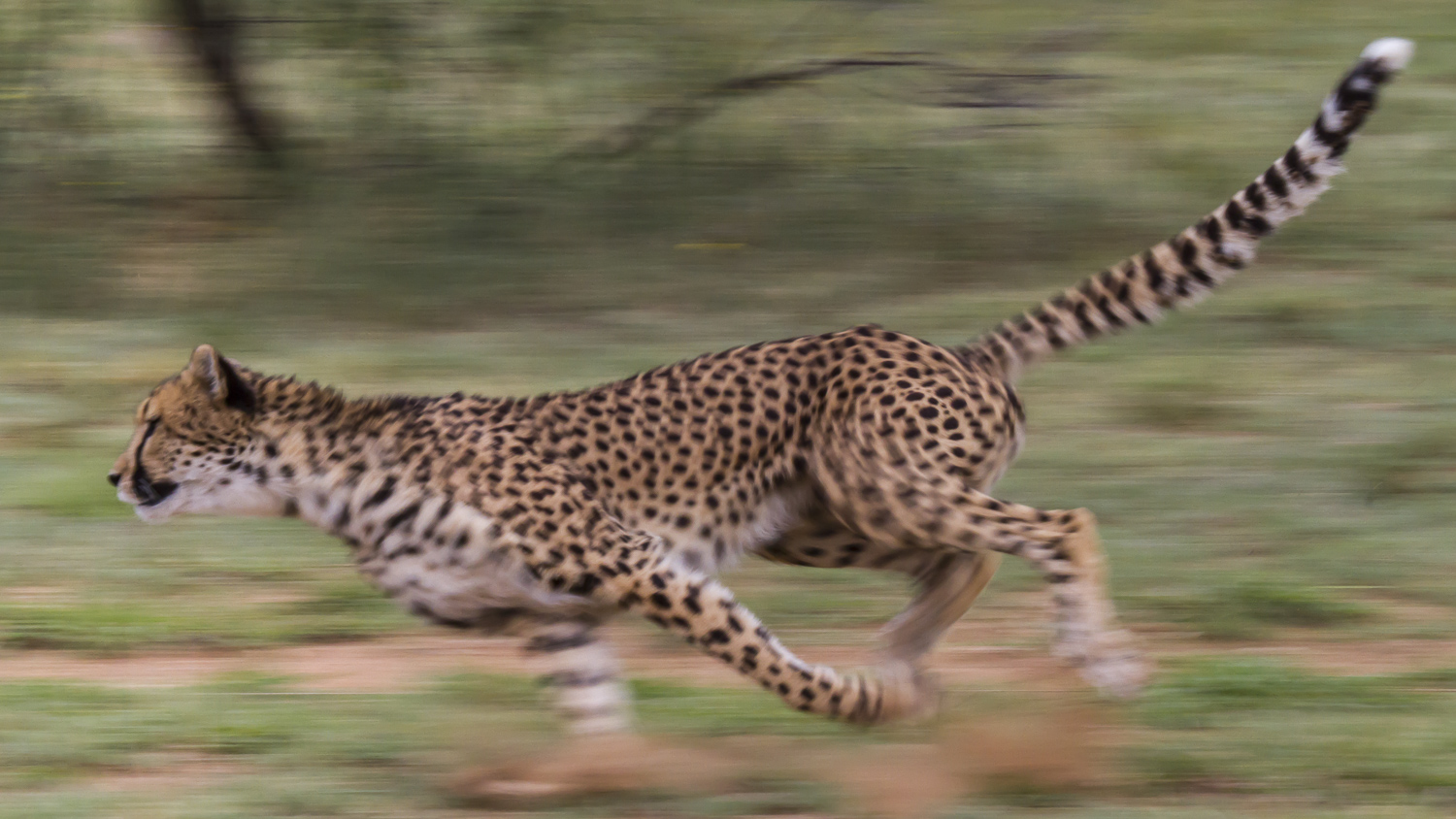 Guepardo / Cheetah / Acinonyx jubatus
