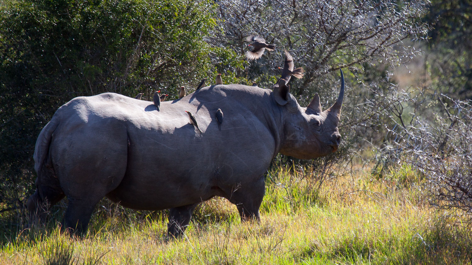 Rinoceronte negro / Black rhinoceros / Diceros bicornis