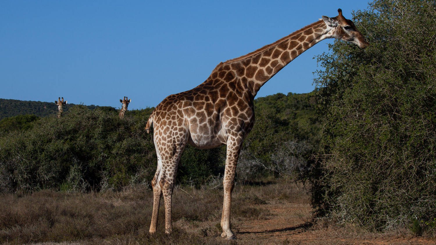 Girafa sul africana / South African Giraffe / Giraffa camelopardalis giraffa