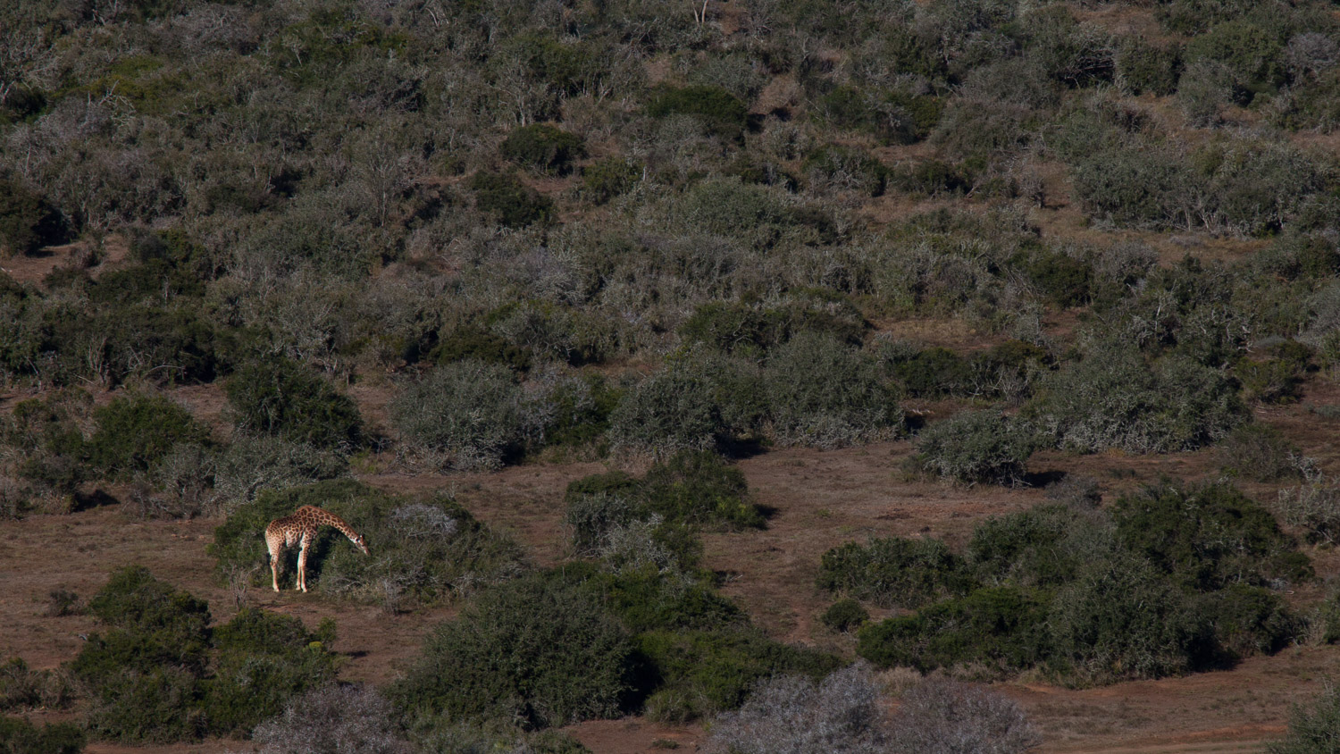 Girafa sul africana / South African Giraffe / Giraffa camelopardalis giraffa