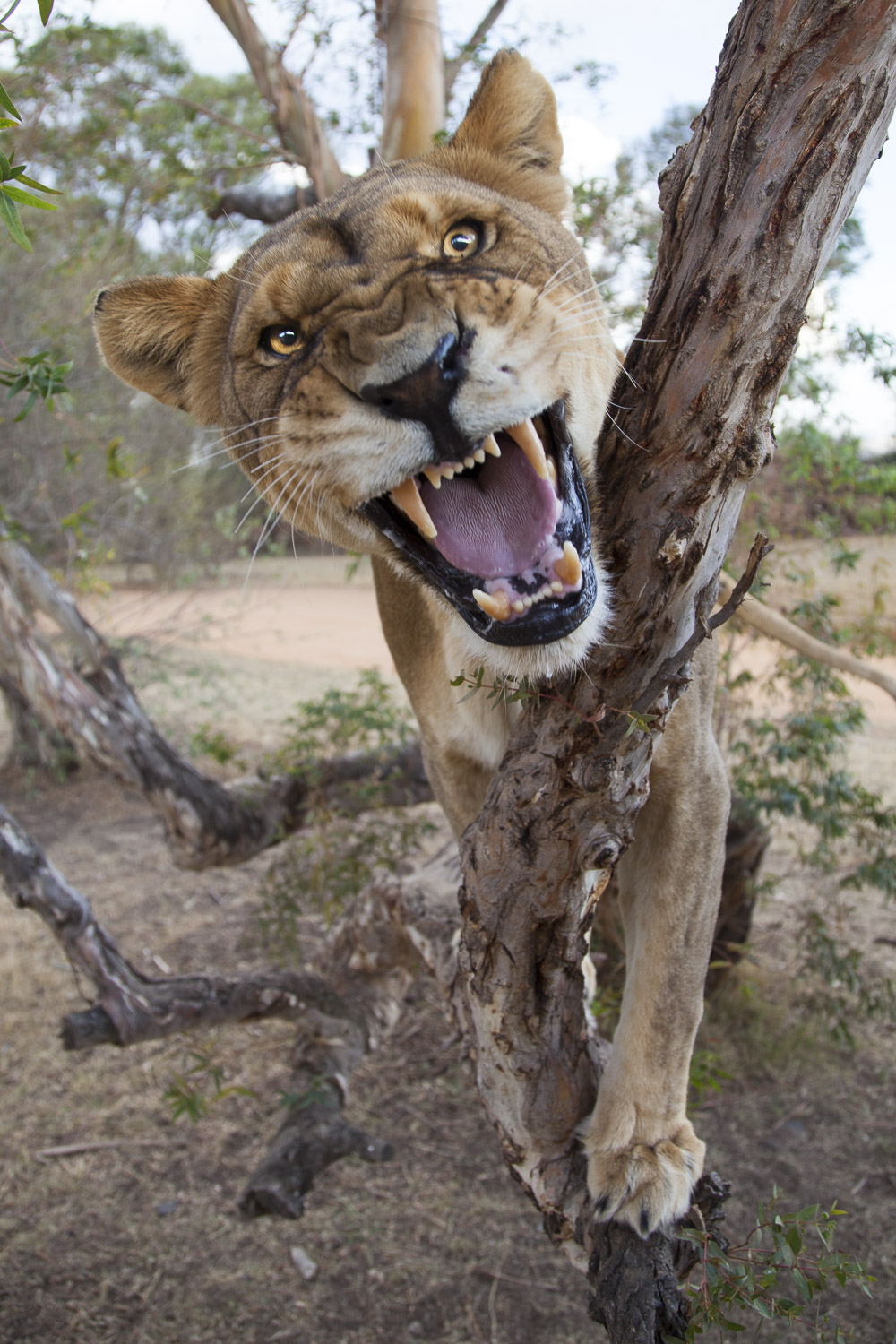 Leao / Lion / Panthera leo