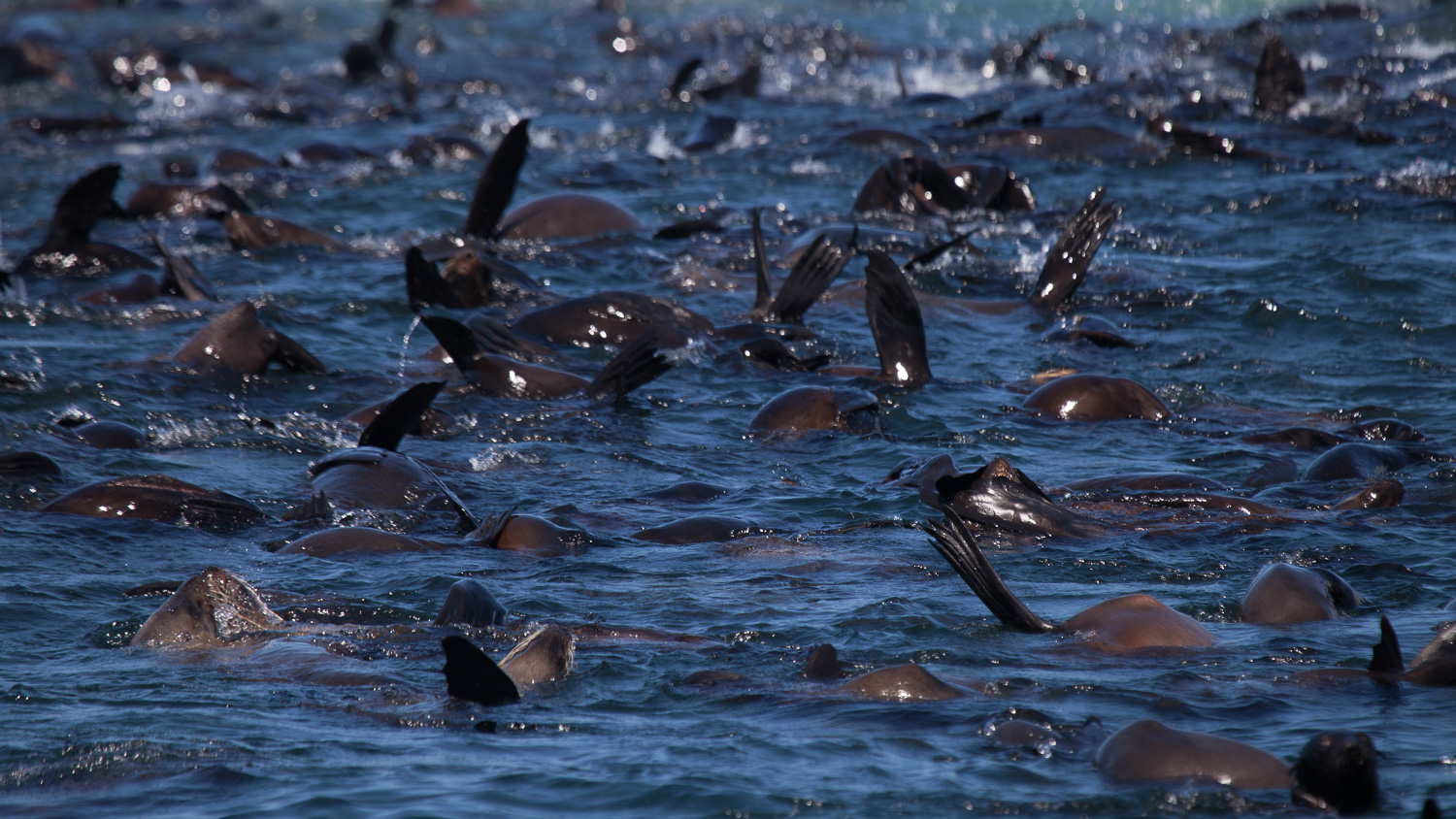 Lobo-marinho-do-cabo / Cape fur Seal / Arctocephalus pusillus