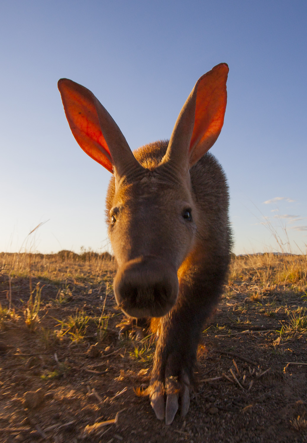 Oricteropo / Aardvark / Orycteropus afer