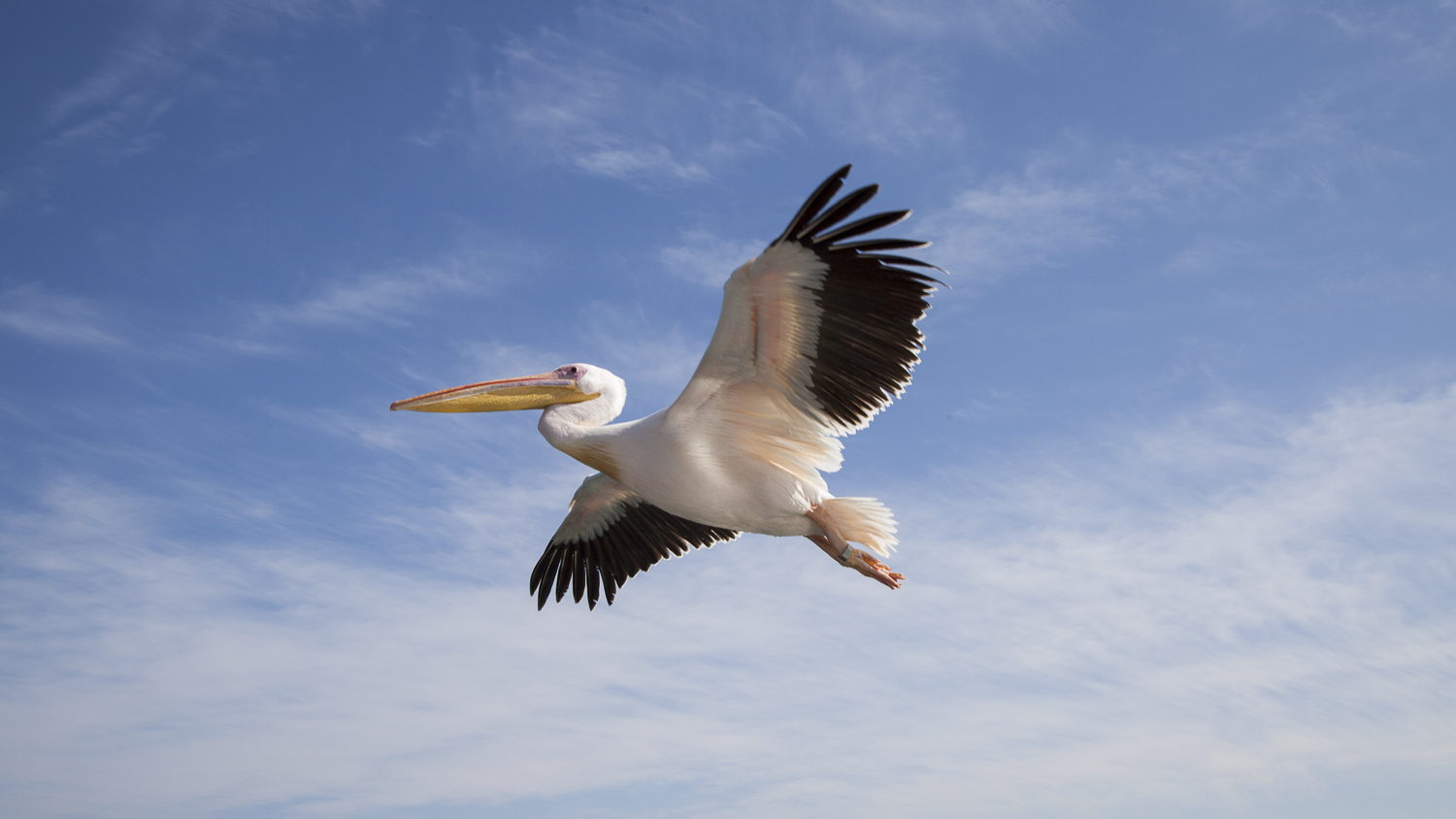 Pelicano branco / Great white pelican / Pelecanus onocrotalus
