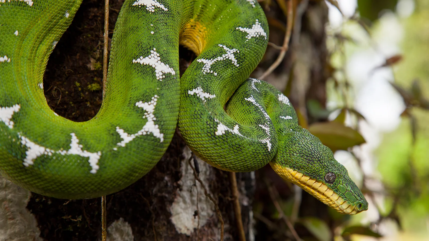Fotos De Natureza E Vida Selvagem Americas Marcio Lisa Wild Photography
