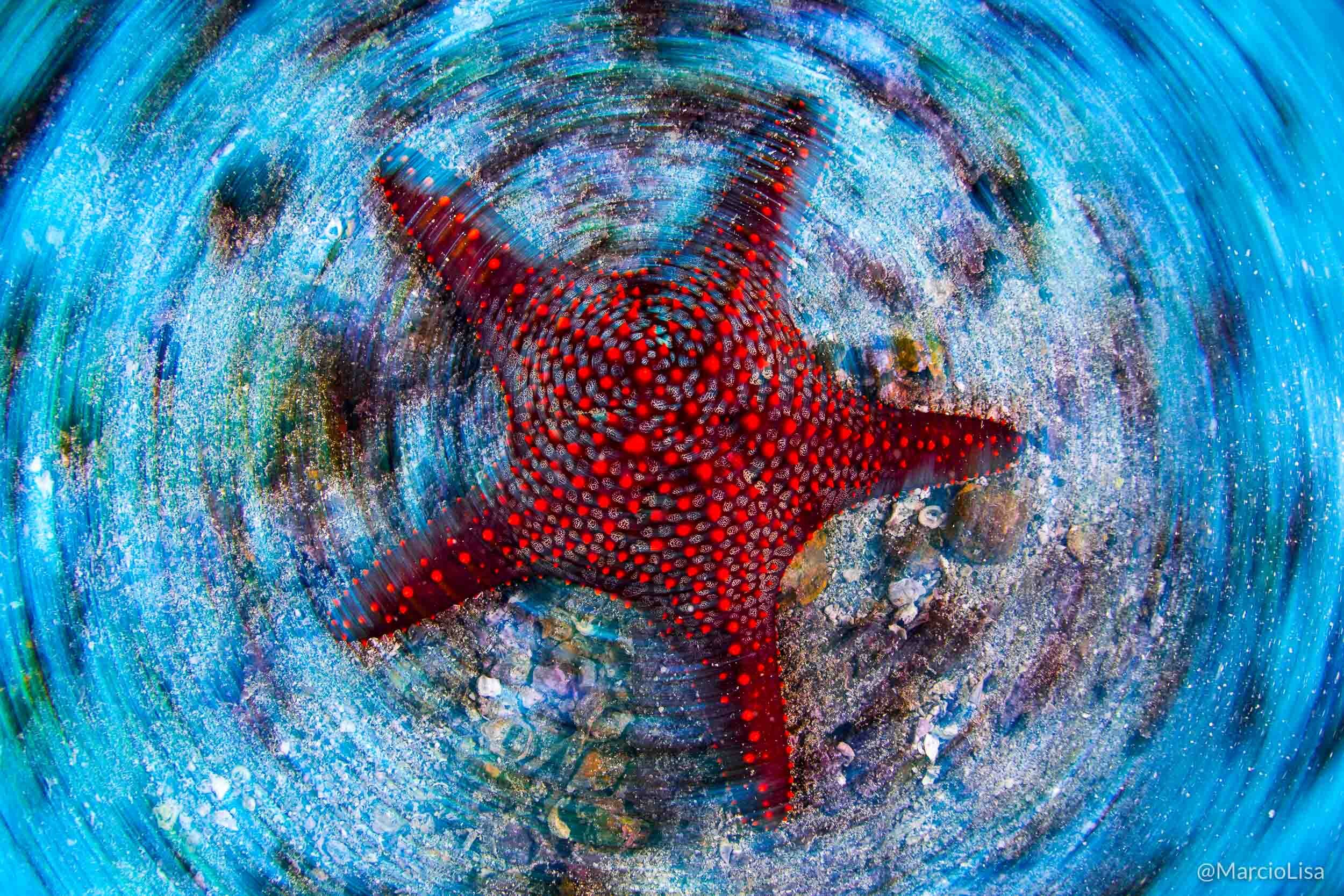 Estrela-do-mar em Galápagos, Equador
