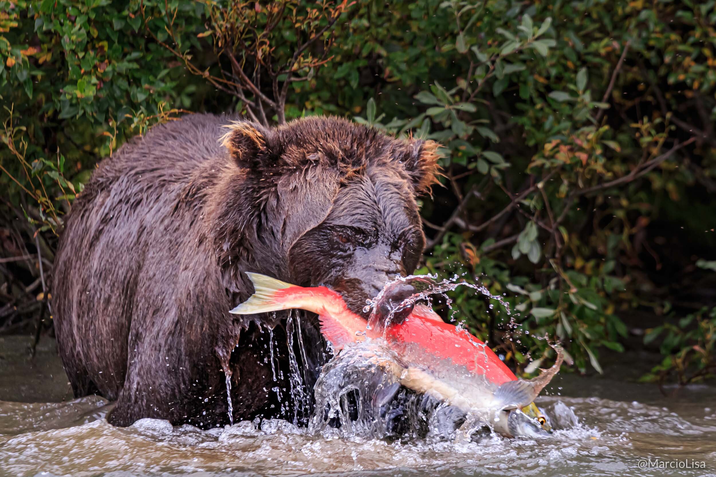 Urso-marrom no Alasca, EUA